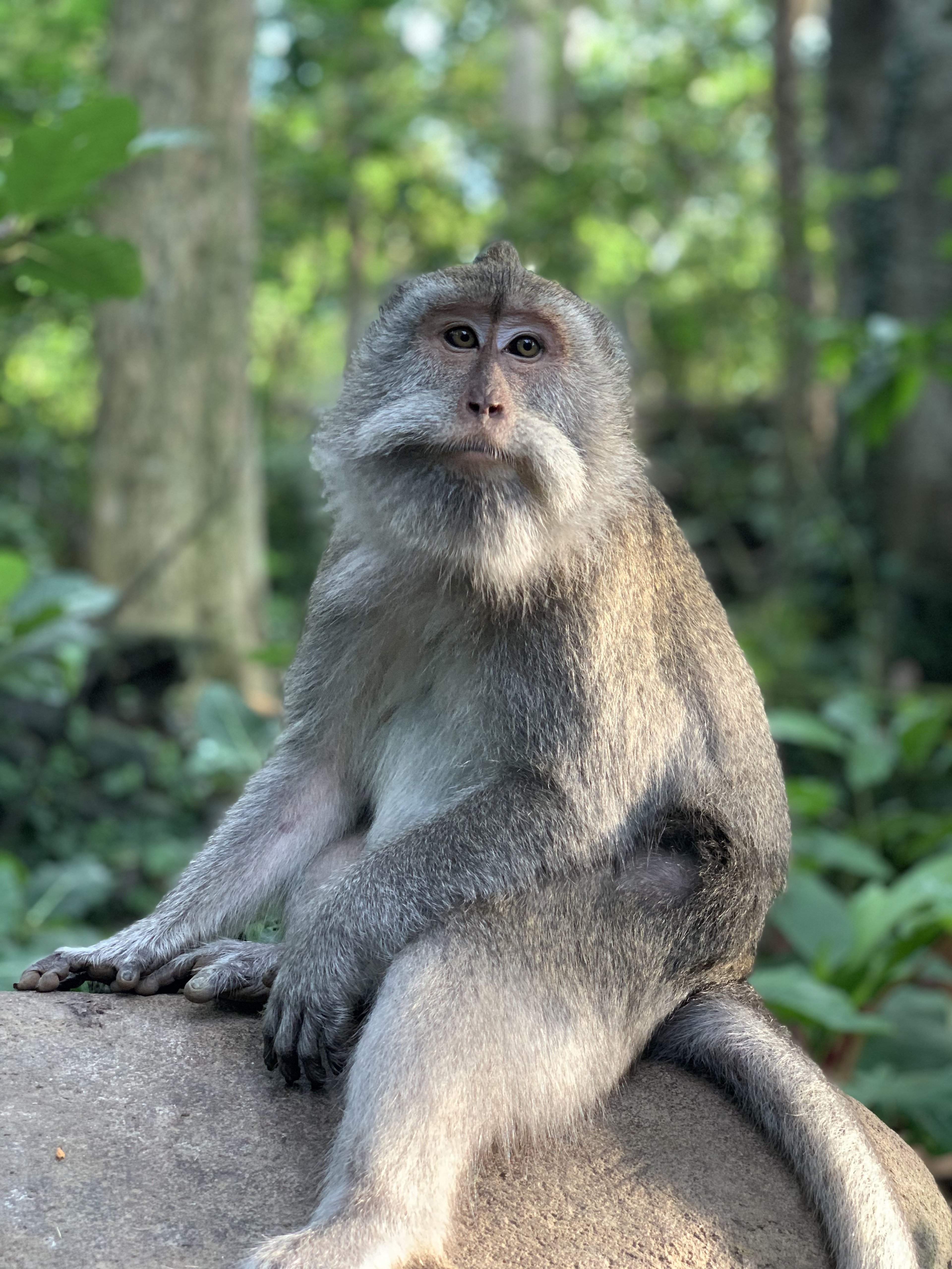 Bali