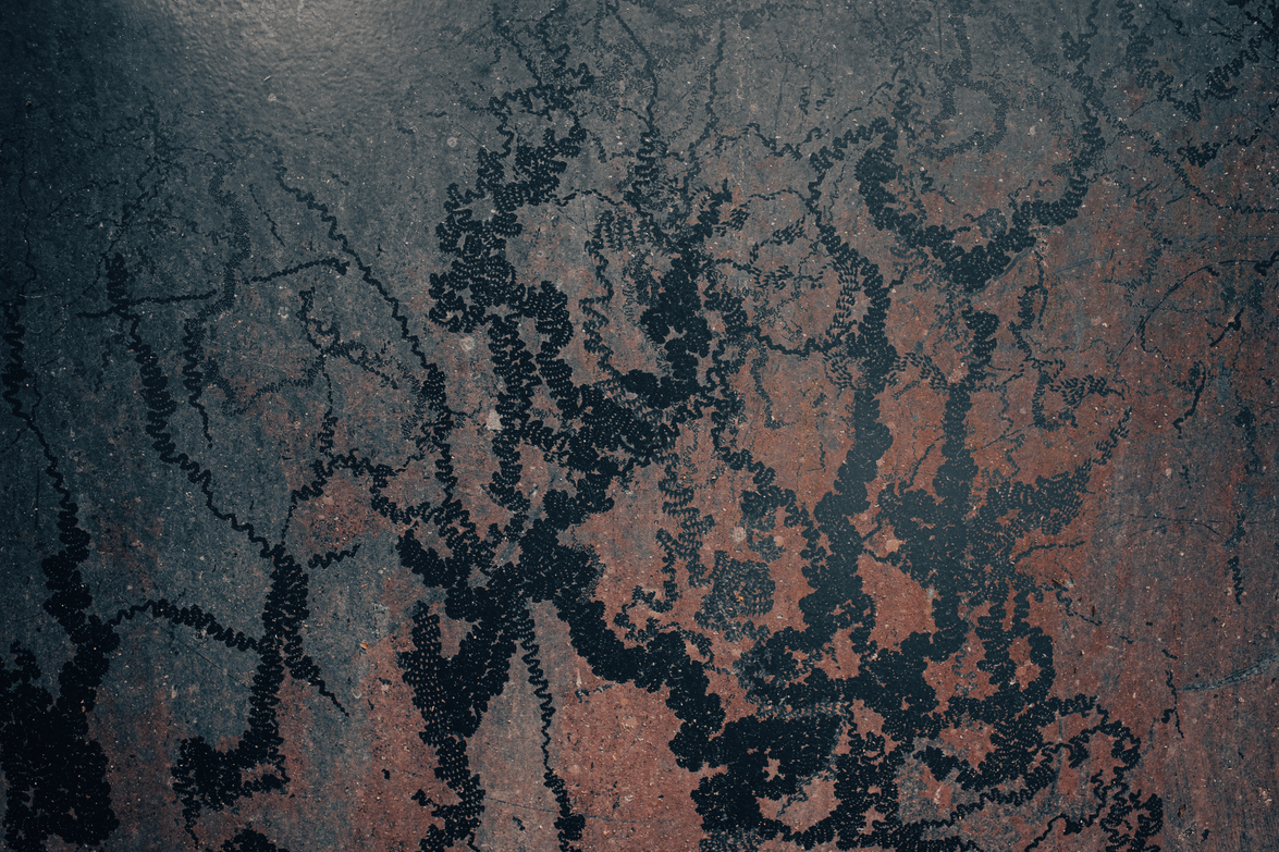 Lichens noirs dessinant des ramures sur une paroi de pierre sombre et rouille