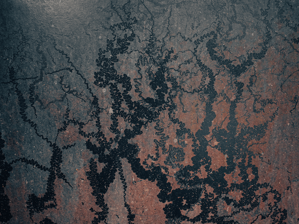 Lichens noirs dessinant des ramures sur une paroi de pierre sombre et rouille