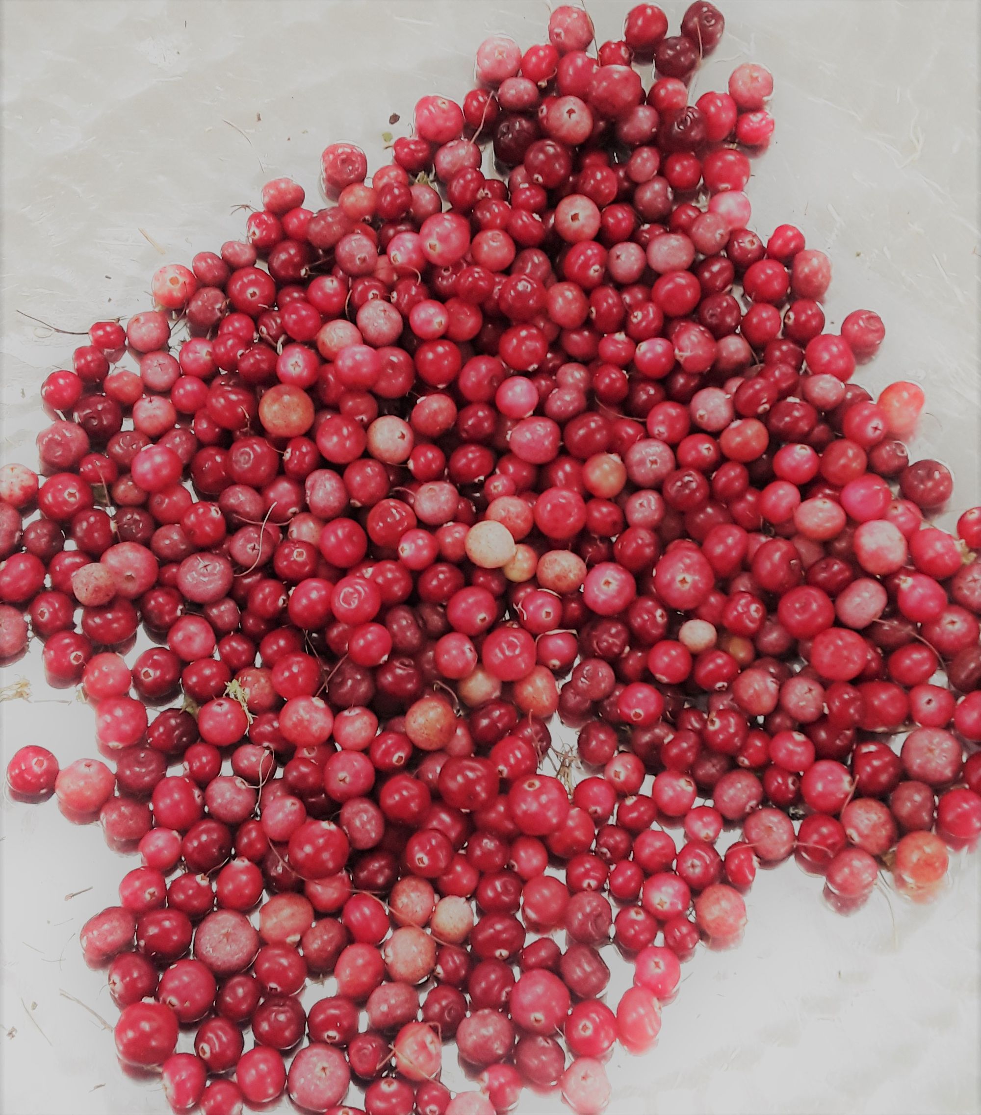 Cranberries2 20190918_152635.jpg