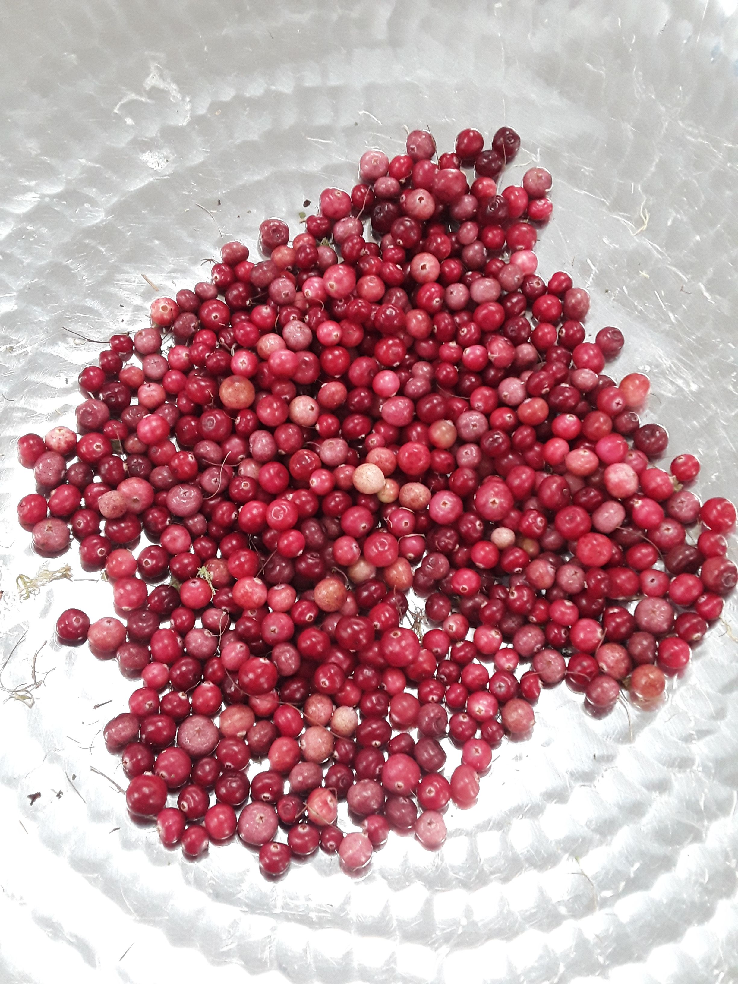 Cranberries 20190918_152635.jpg