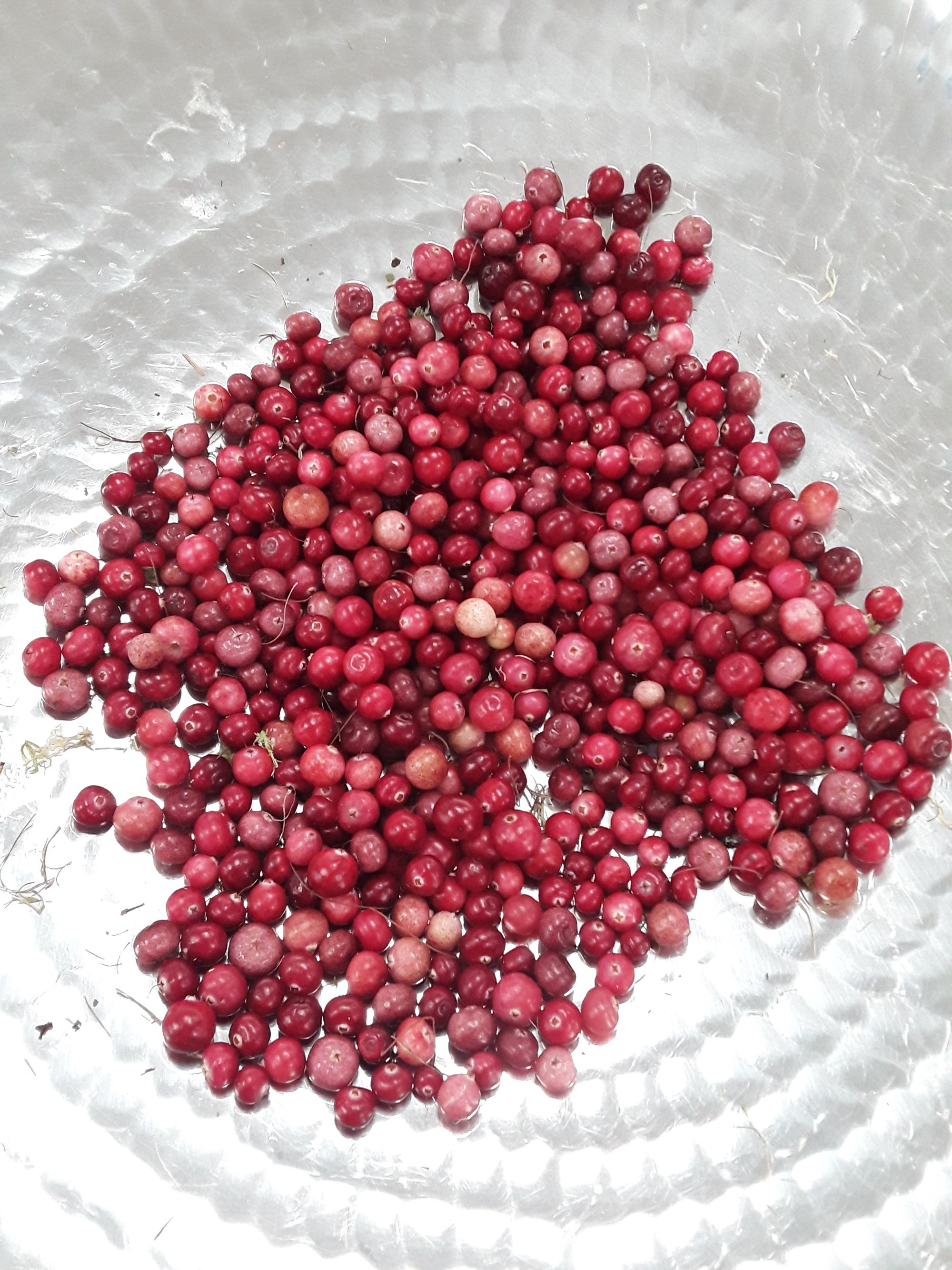 Cranberries 20190918_152635.jpg