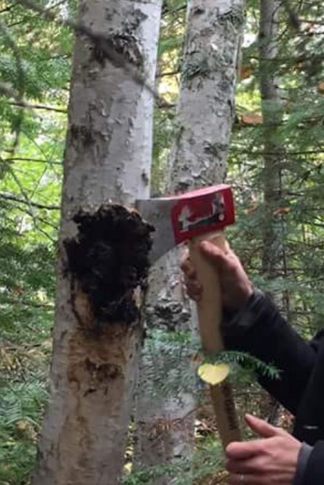chaga pic.jpg