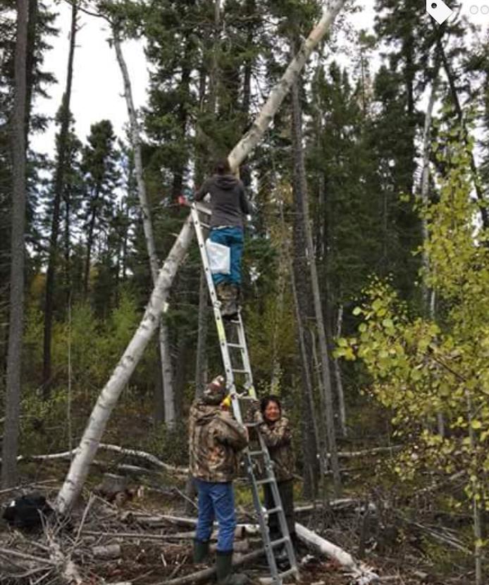 Chaga tree with ladder