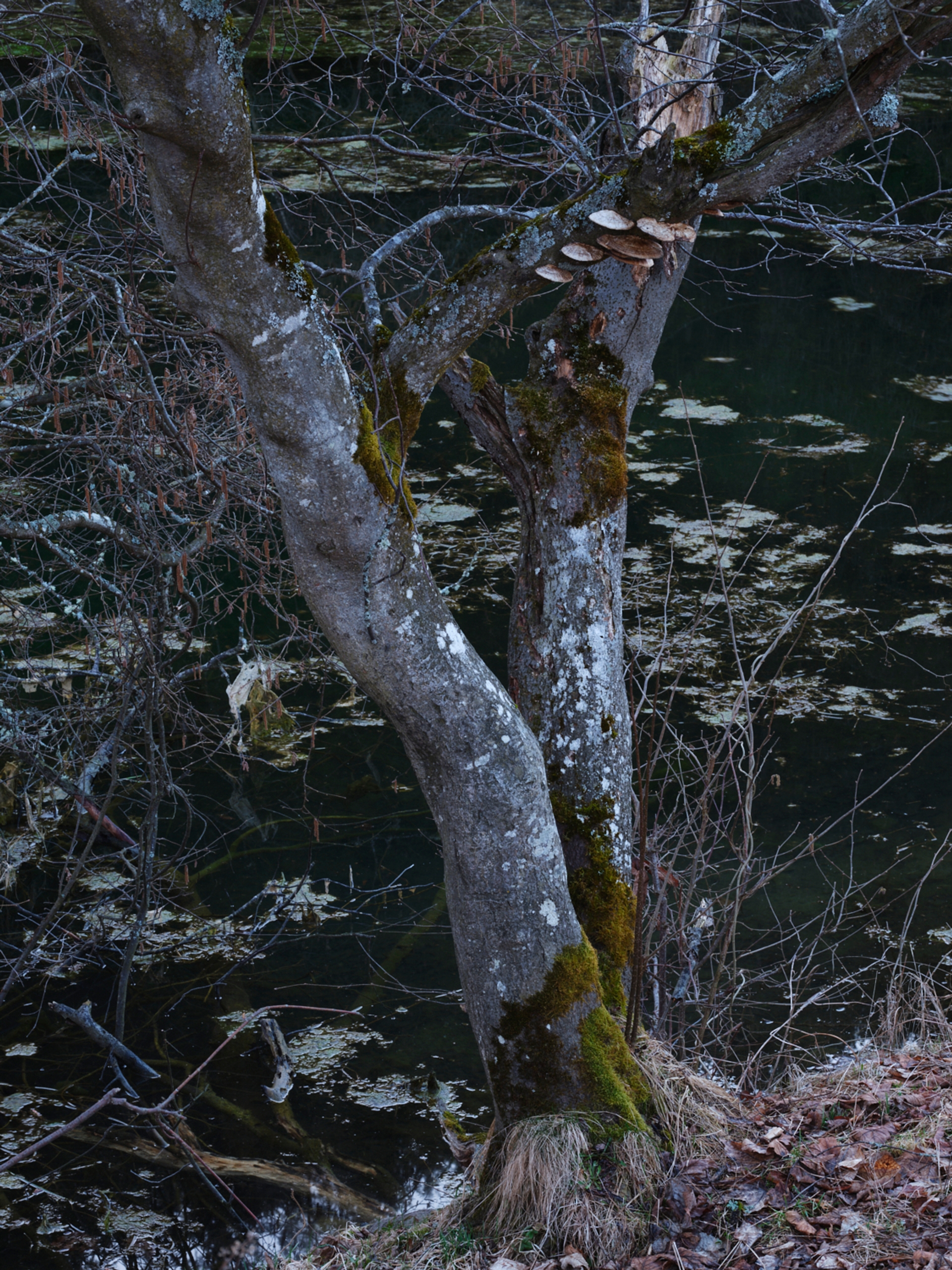 Yola Moschitz - Freischaffende Fotografin, Graz AUT