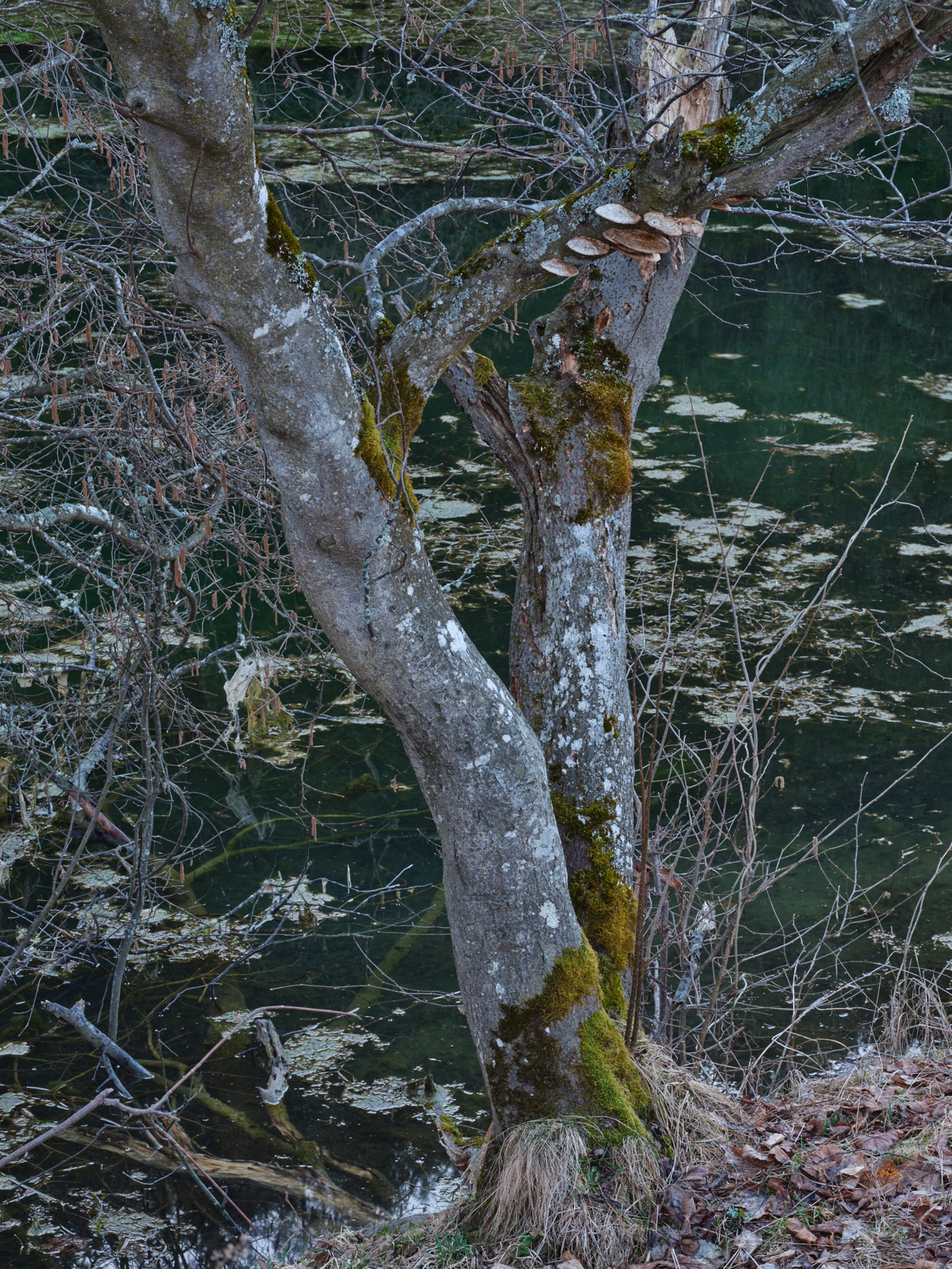 Yola Moschitz - Freischaffende Fotografin, Graz AUT