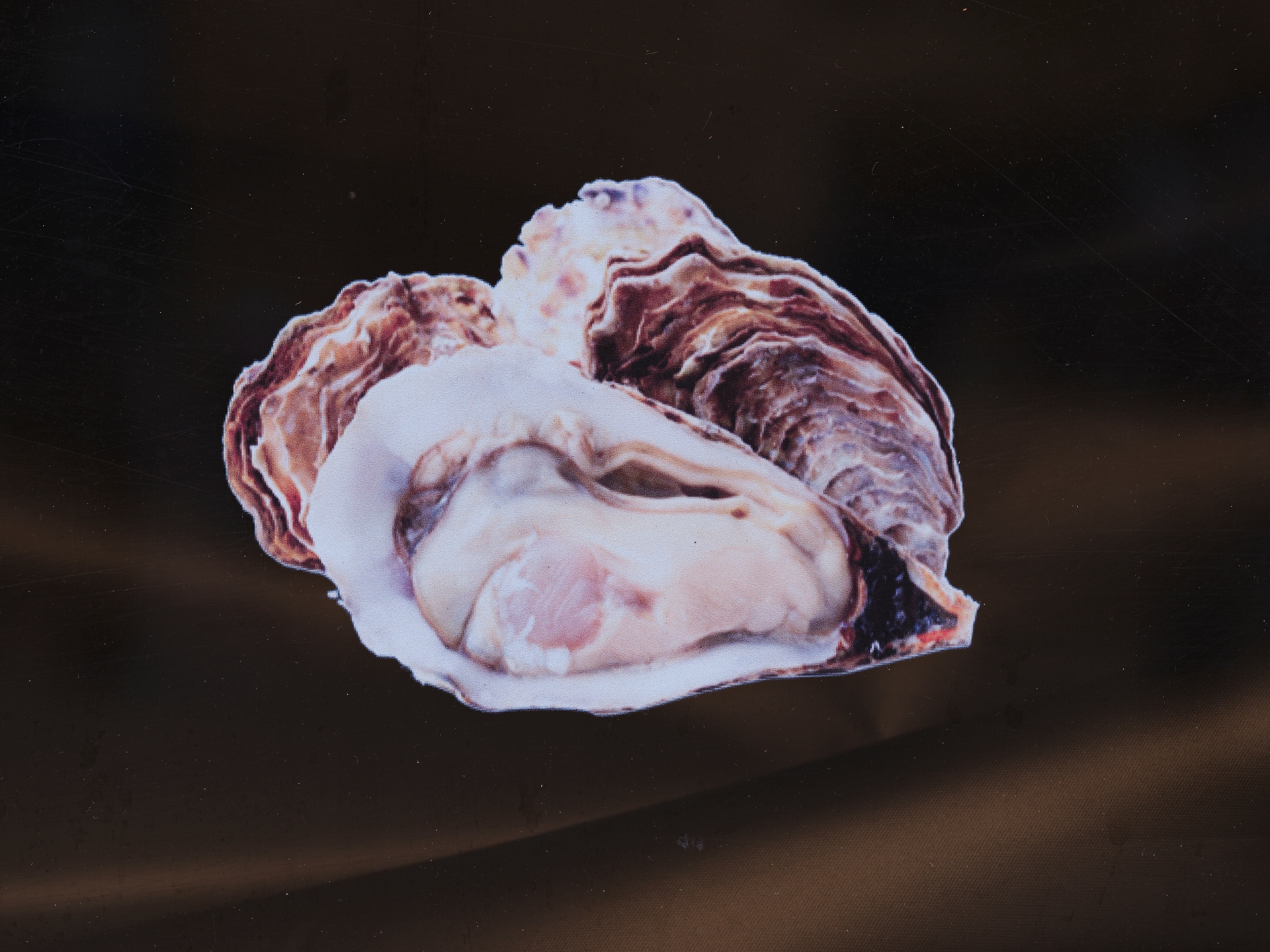 Yola Moschitz - Freischaffende Fotografin, Graz AUT