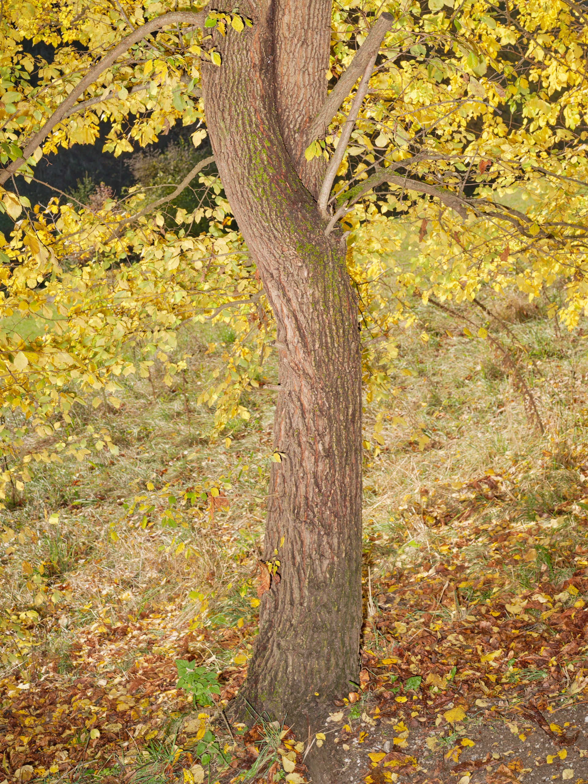Yola Moschitz - Freischaffende Fotografin, Graz AUT