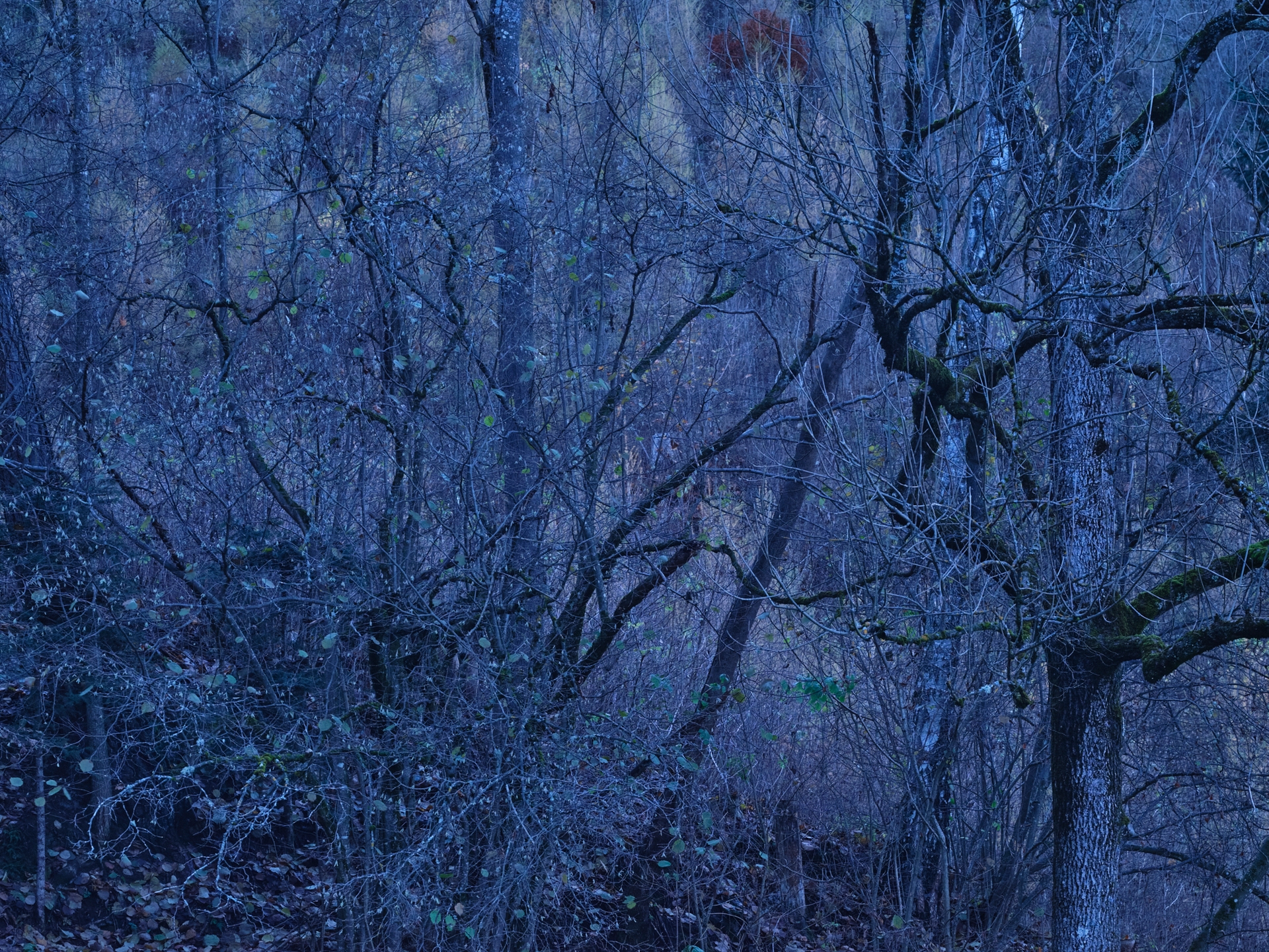 Yola Moschitz - Freischaffende Fotografin, Graz AUT