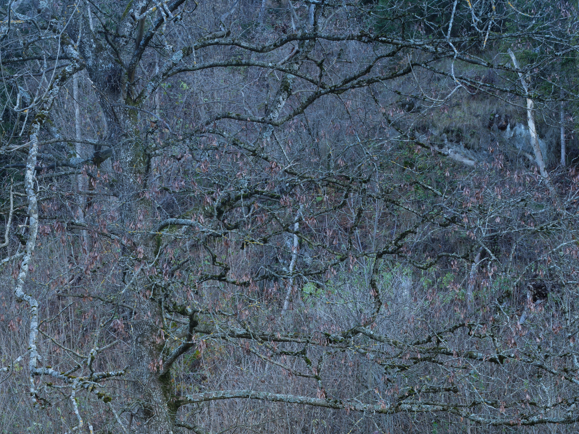 Yola Moschitz - Freischaffende Fotografin, Graz AUT