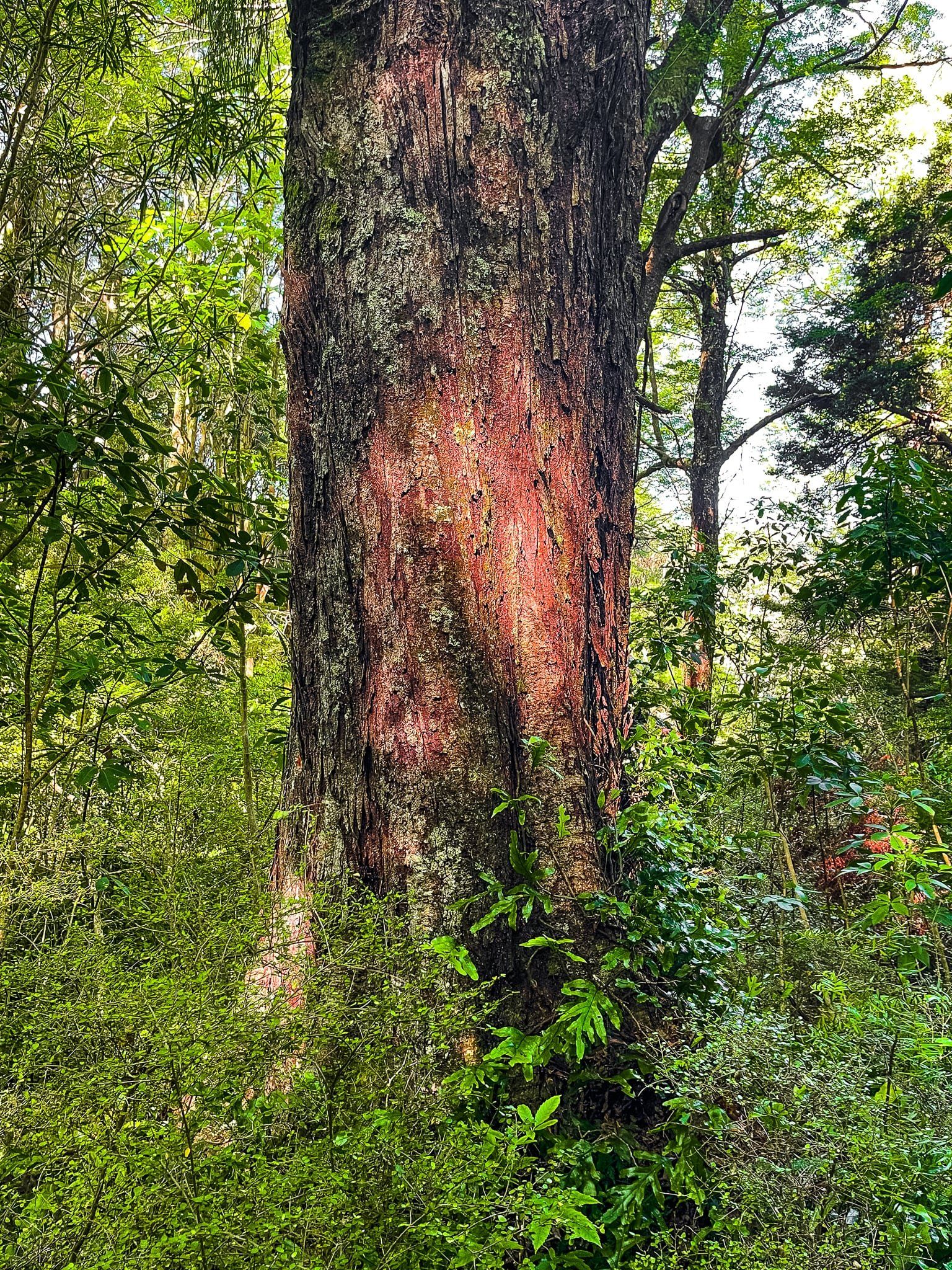 Image 6 of 12