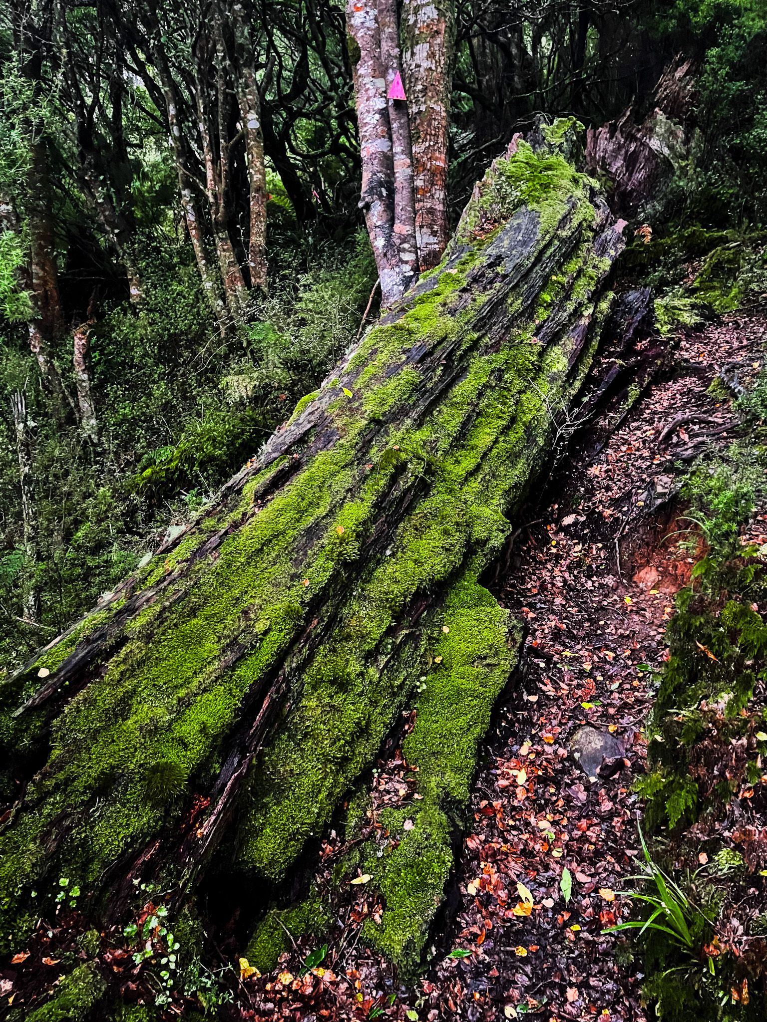 Image 9 of 10