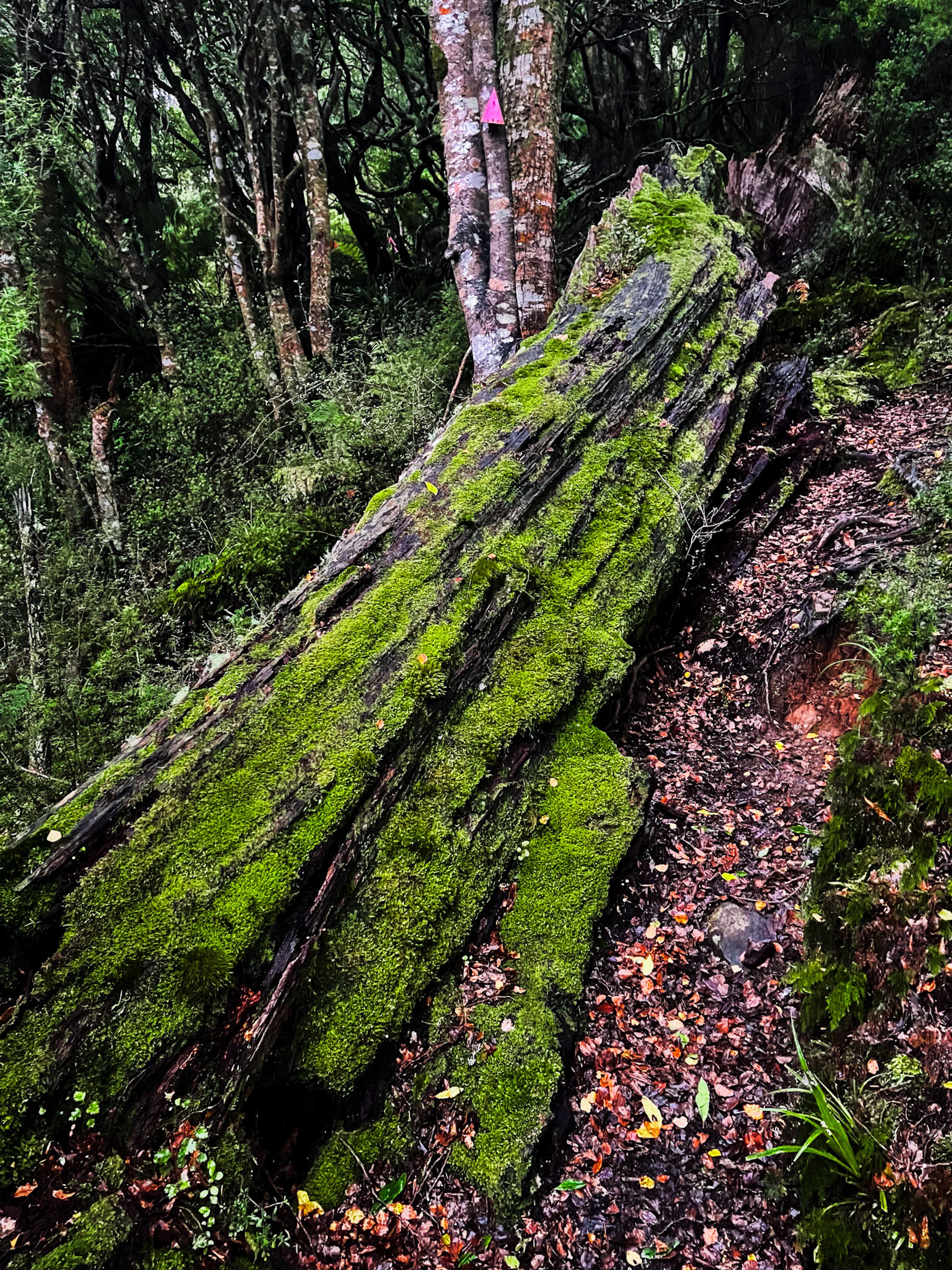 Image 9 of 10