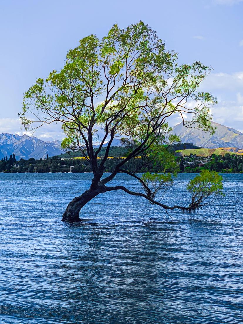 Wanaka Tree Spring That Wānaka Tree | Queenstown Lakes - New Zealand Trip Ideas