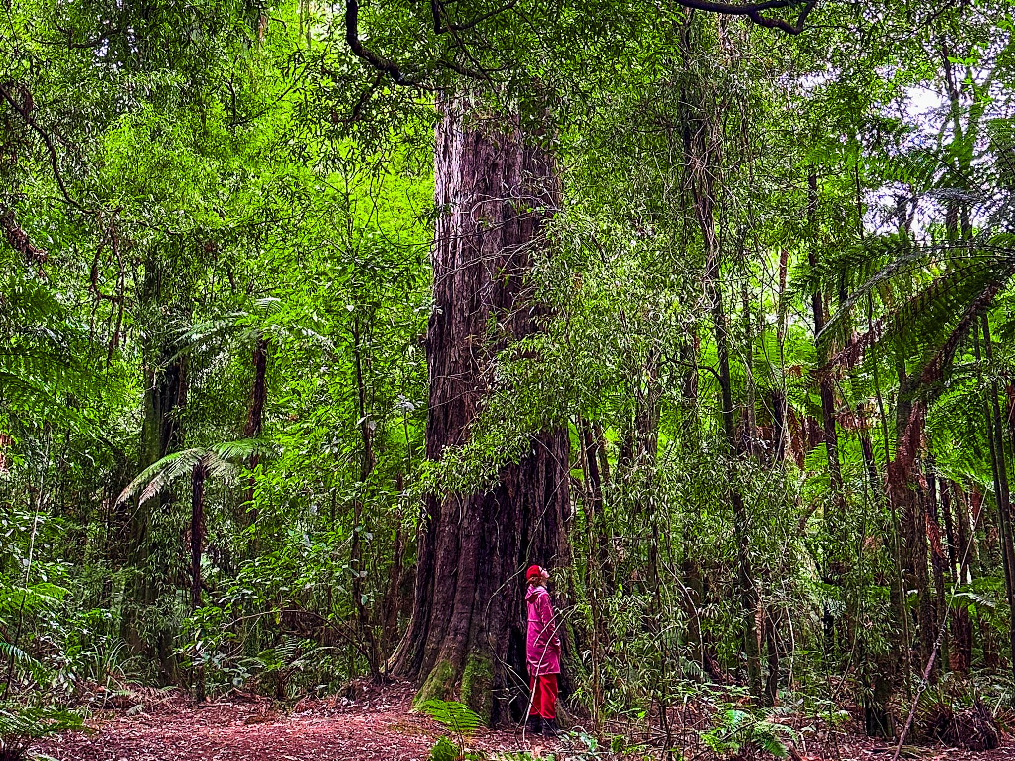 Journey to Pureora Forest Park