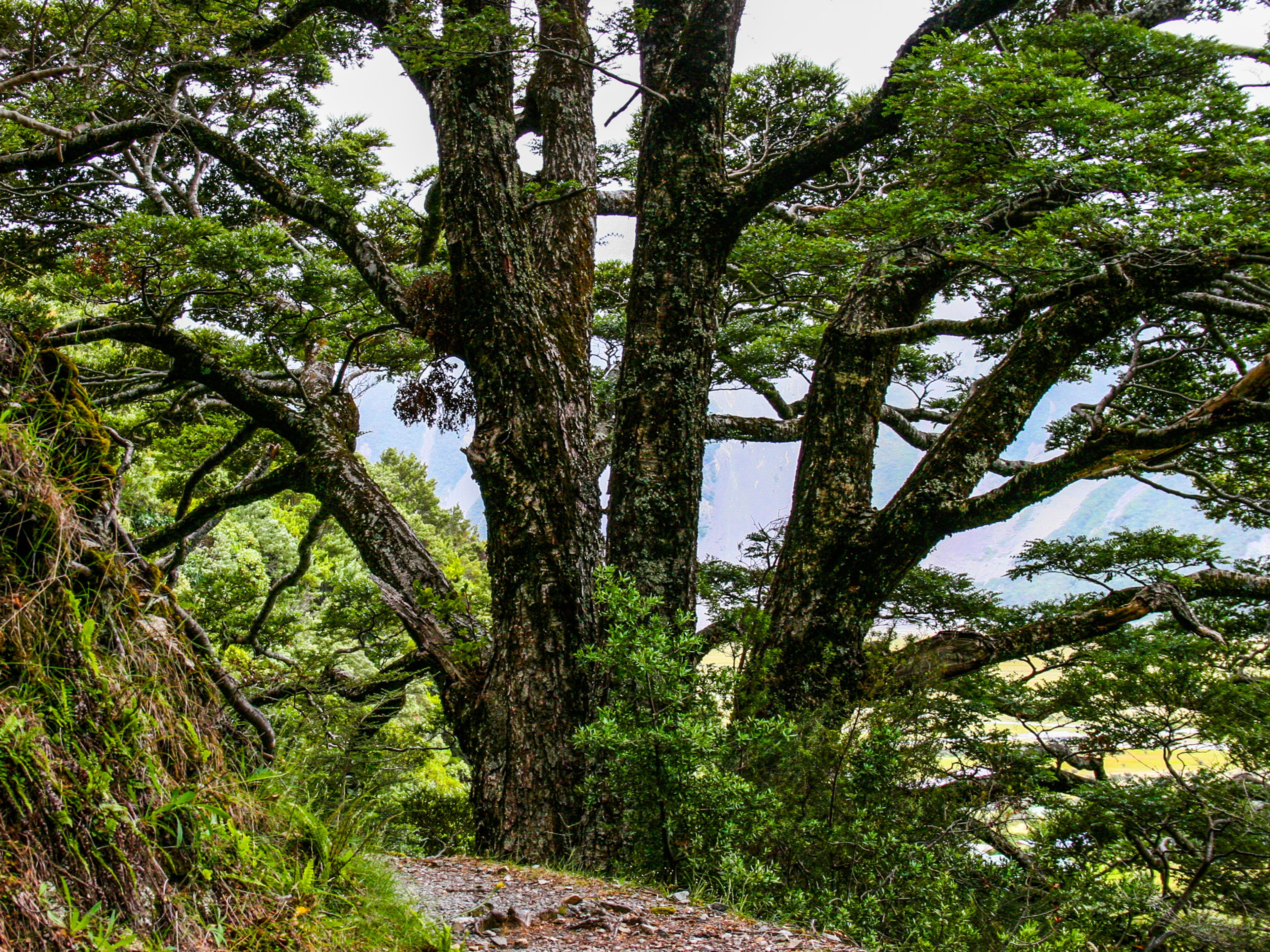 Governors Bush Track