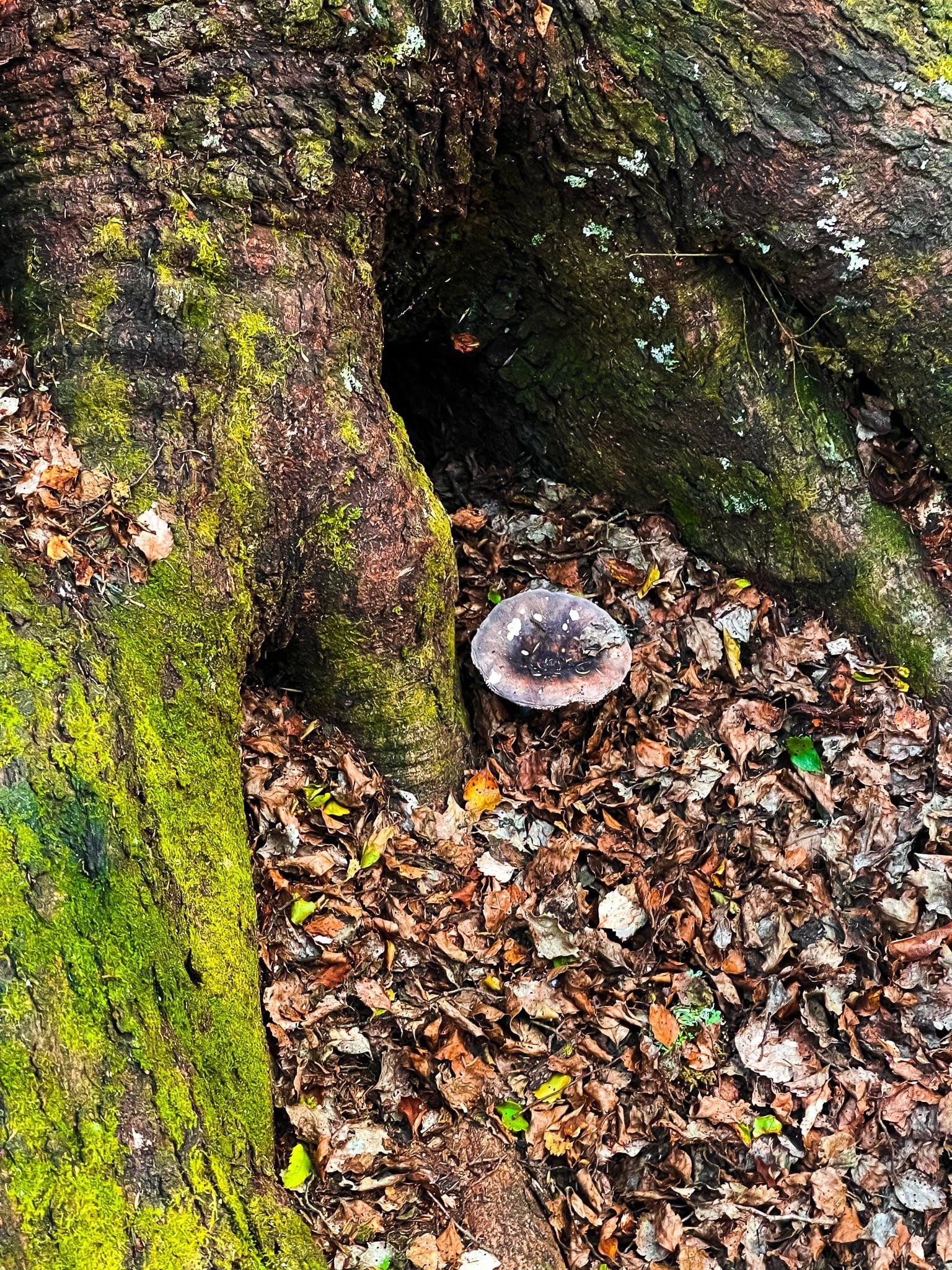 Image 12 of 12