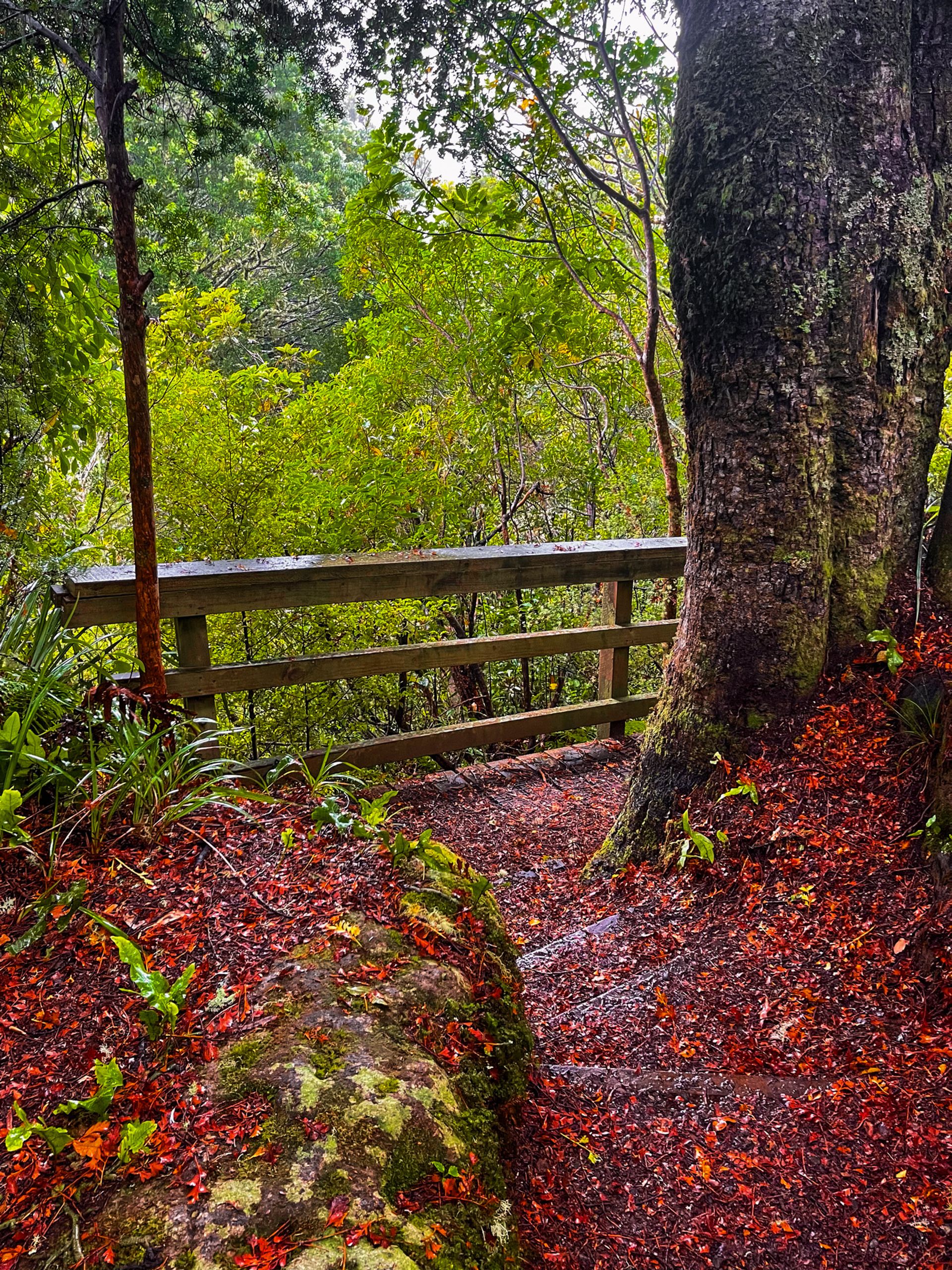 Pureora Forest Park | Southern Waikato - New Zealand Trip Ideas