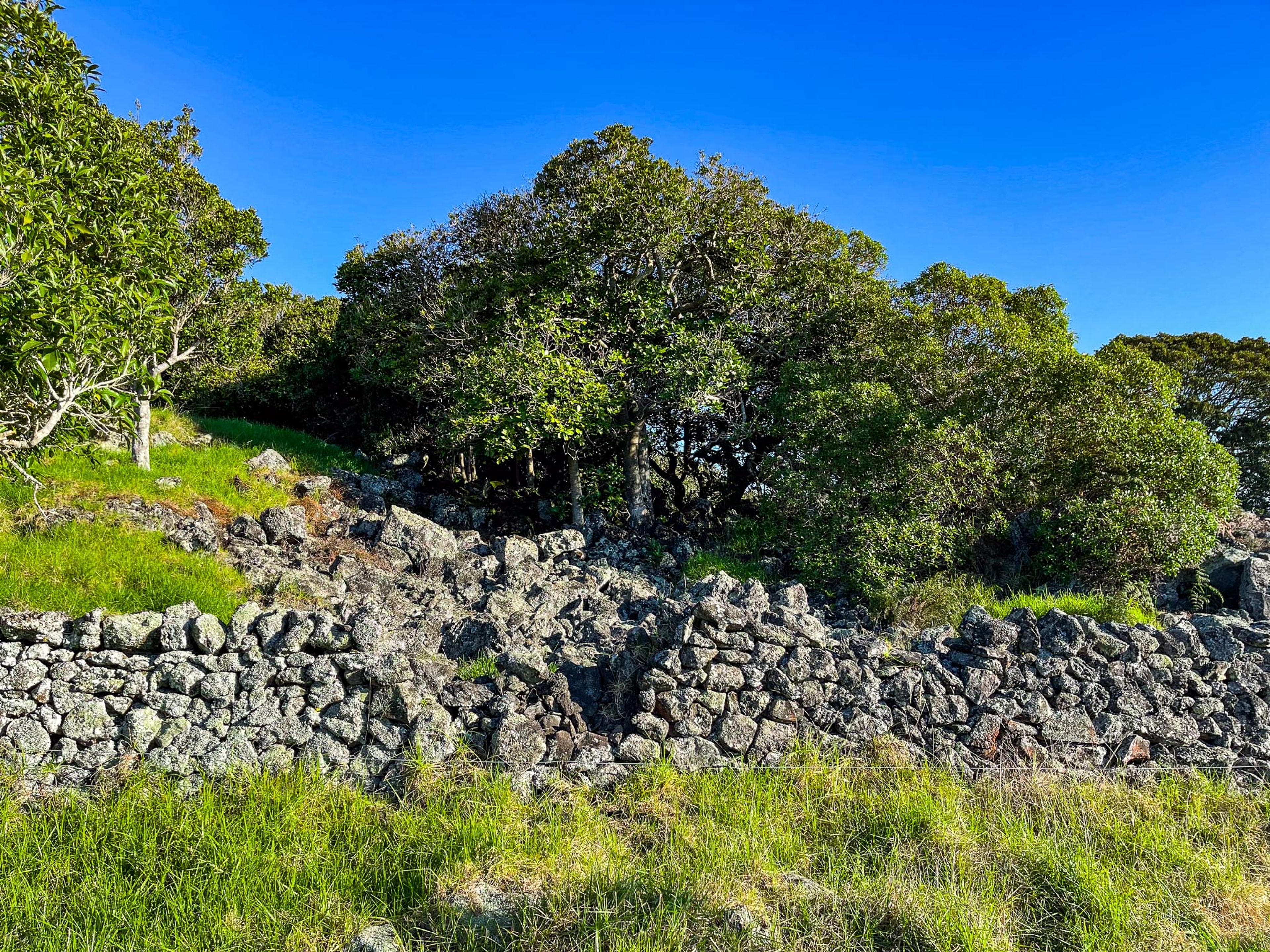 Ōtuataua Stonefields