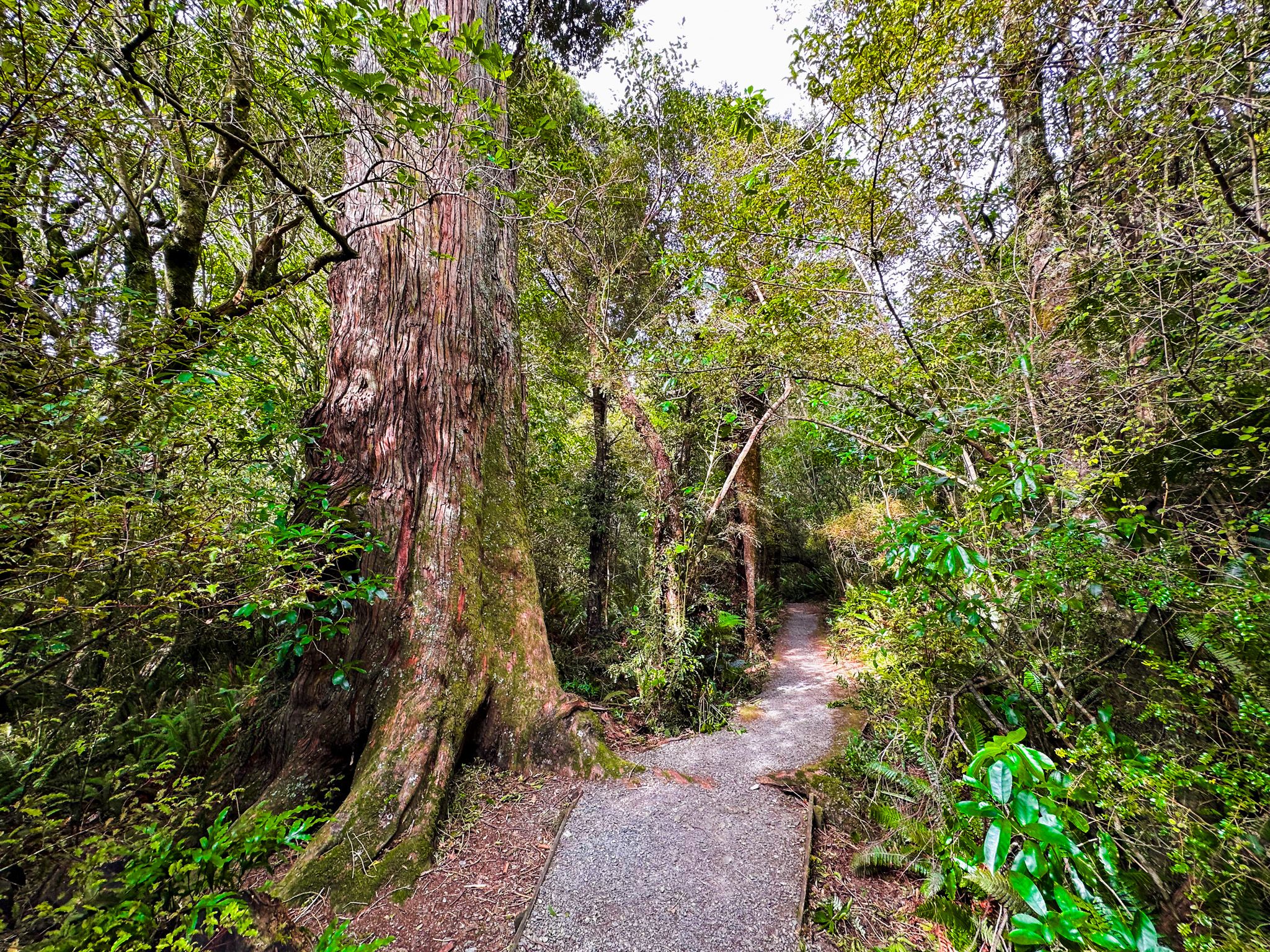 Four Short Walks in beautiful Peel Forest