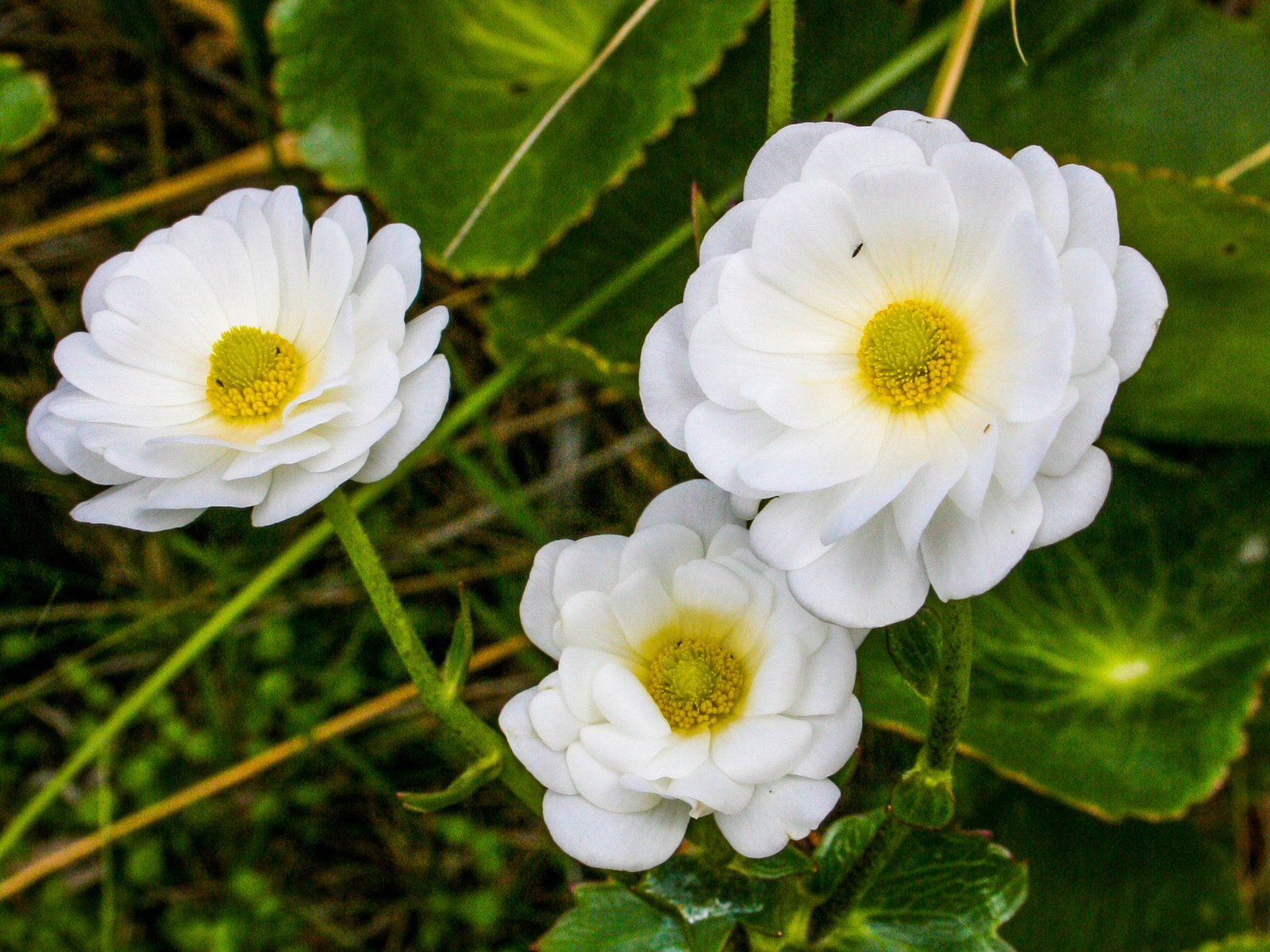 Image 13 of 16