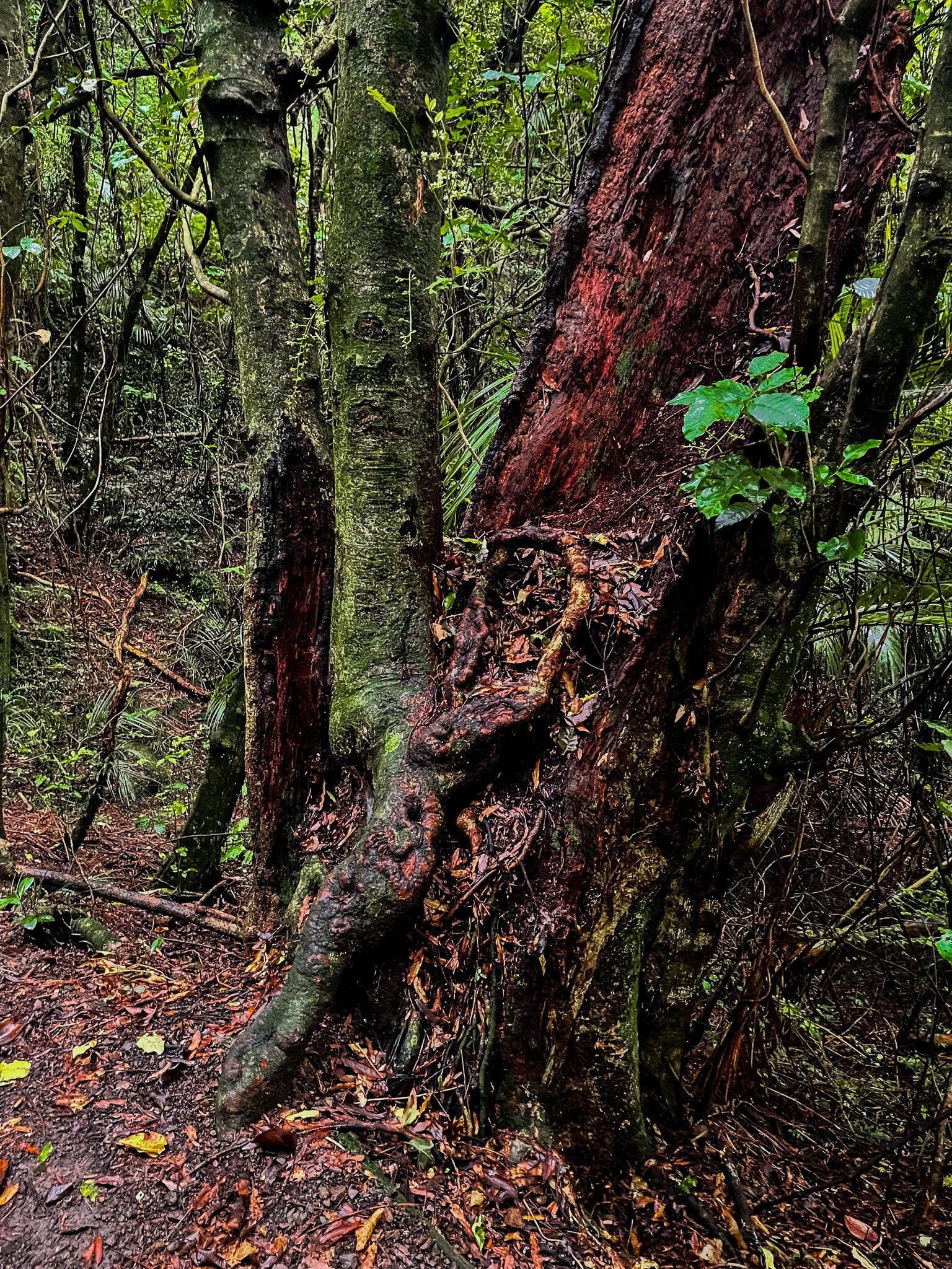 Image 11 of 12