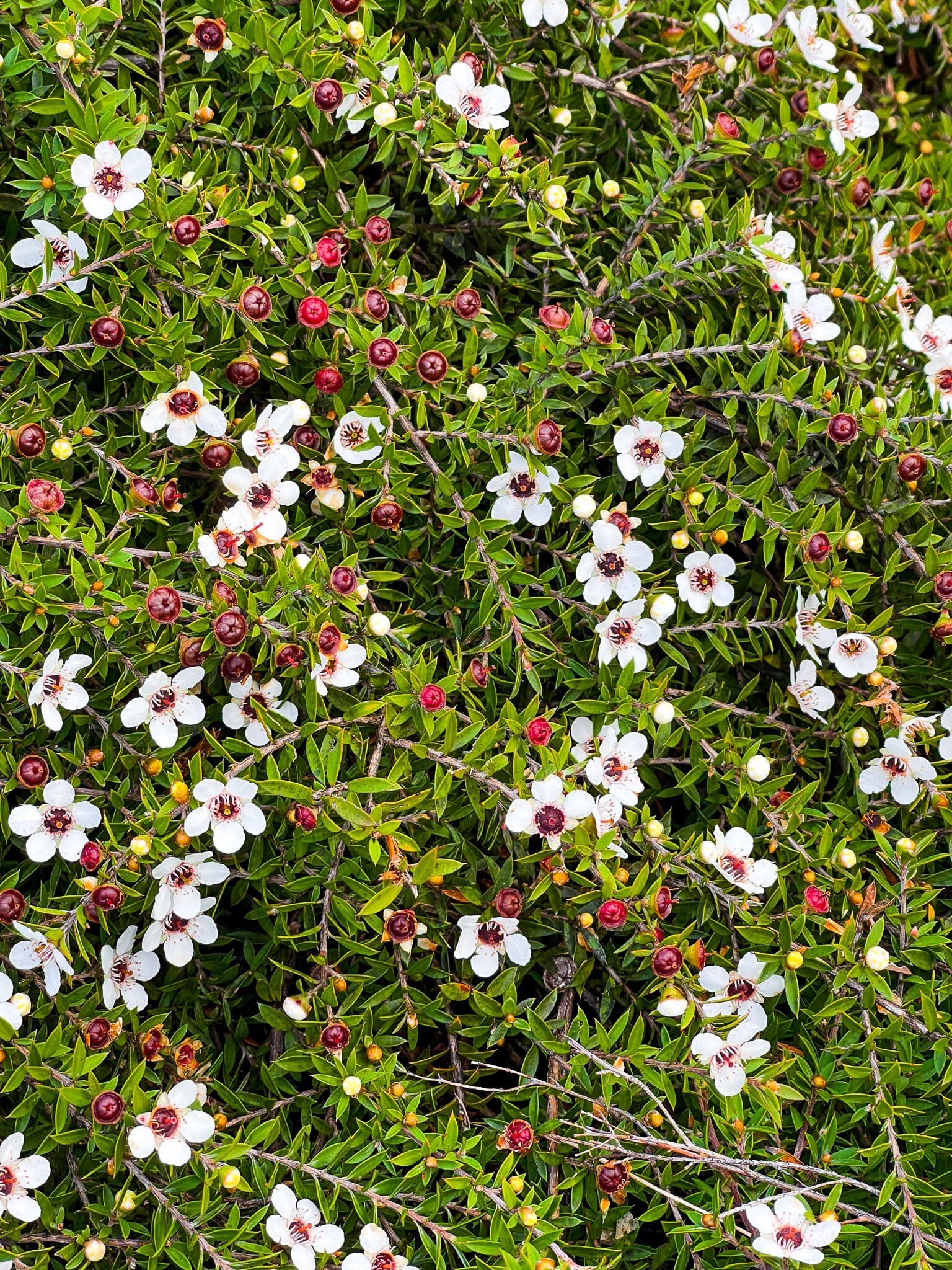 Image 9 of 12