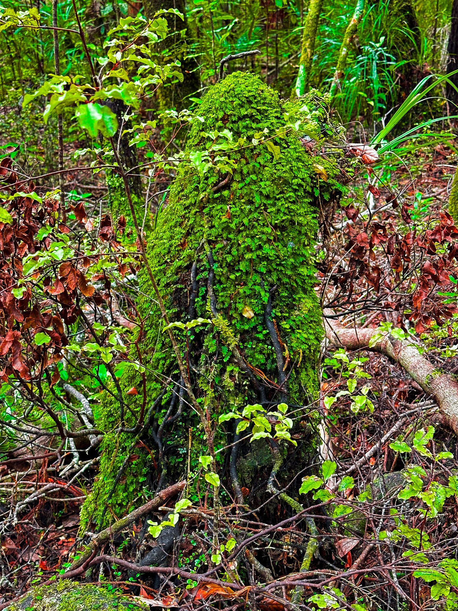 Image 9 of 10