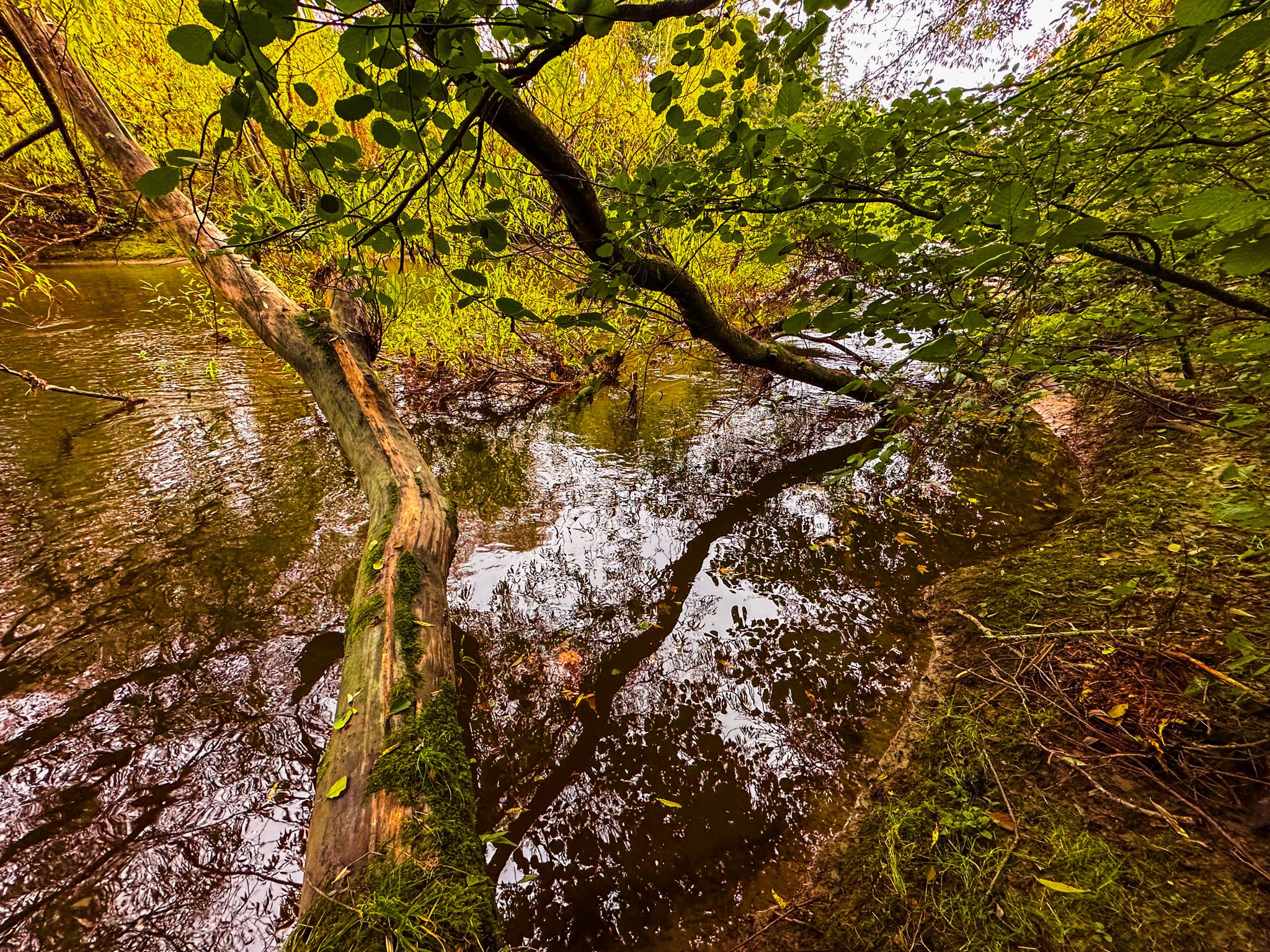Image 8 of 10