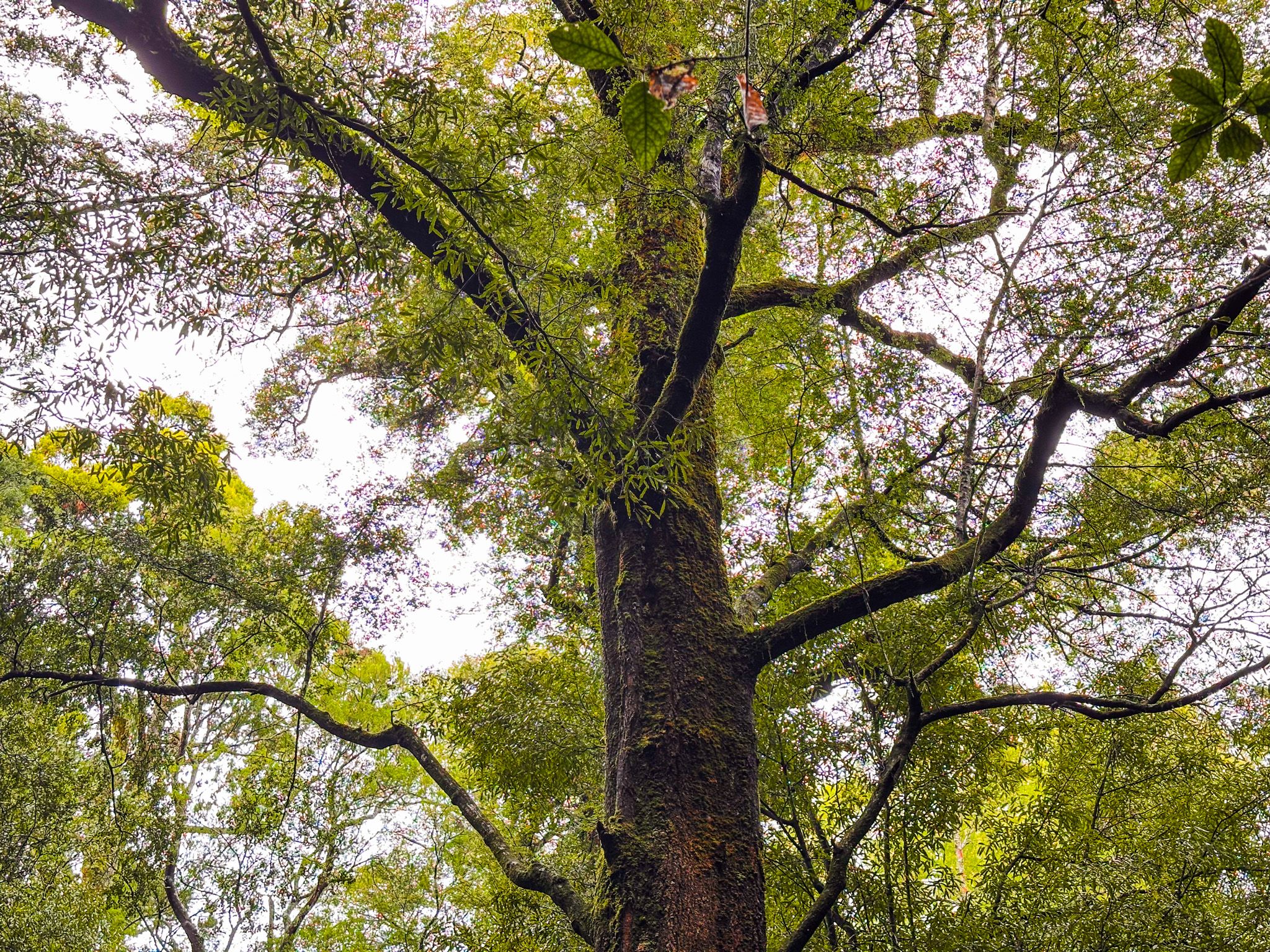 Tawa Walk, Pelorus Bridge