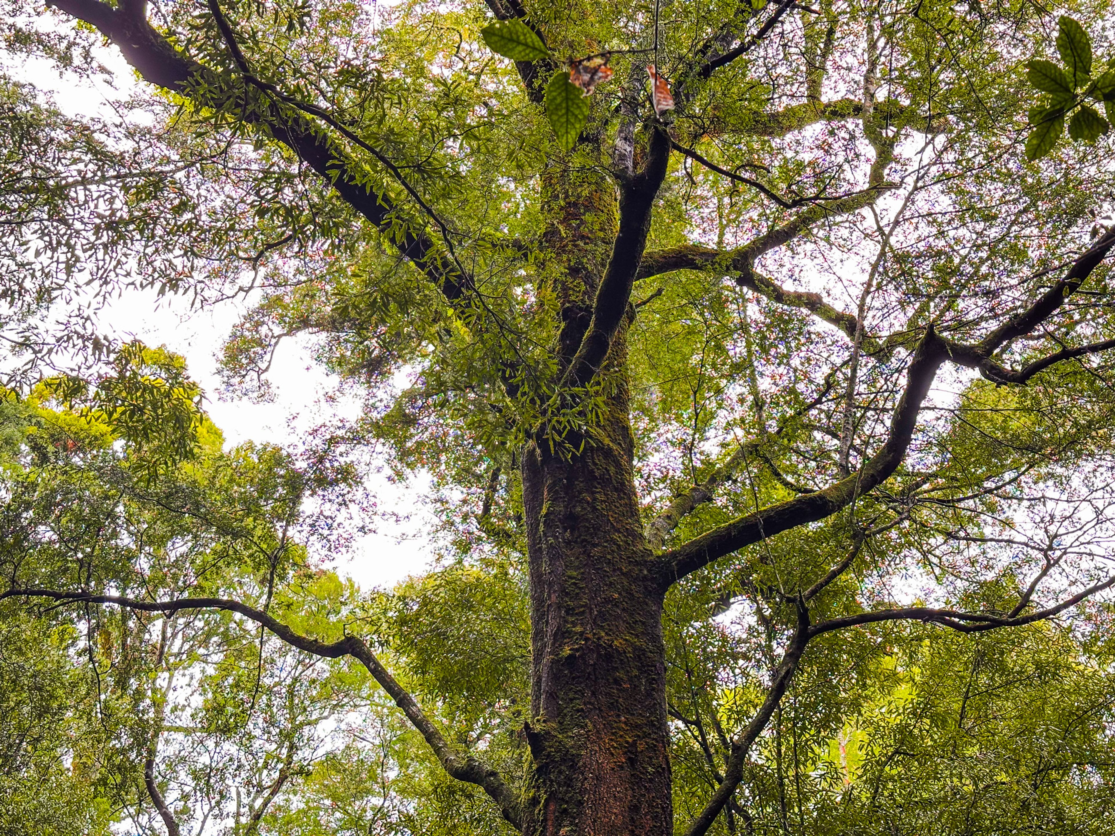Tawa Walk, Pelorus Bridge