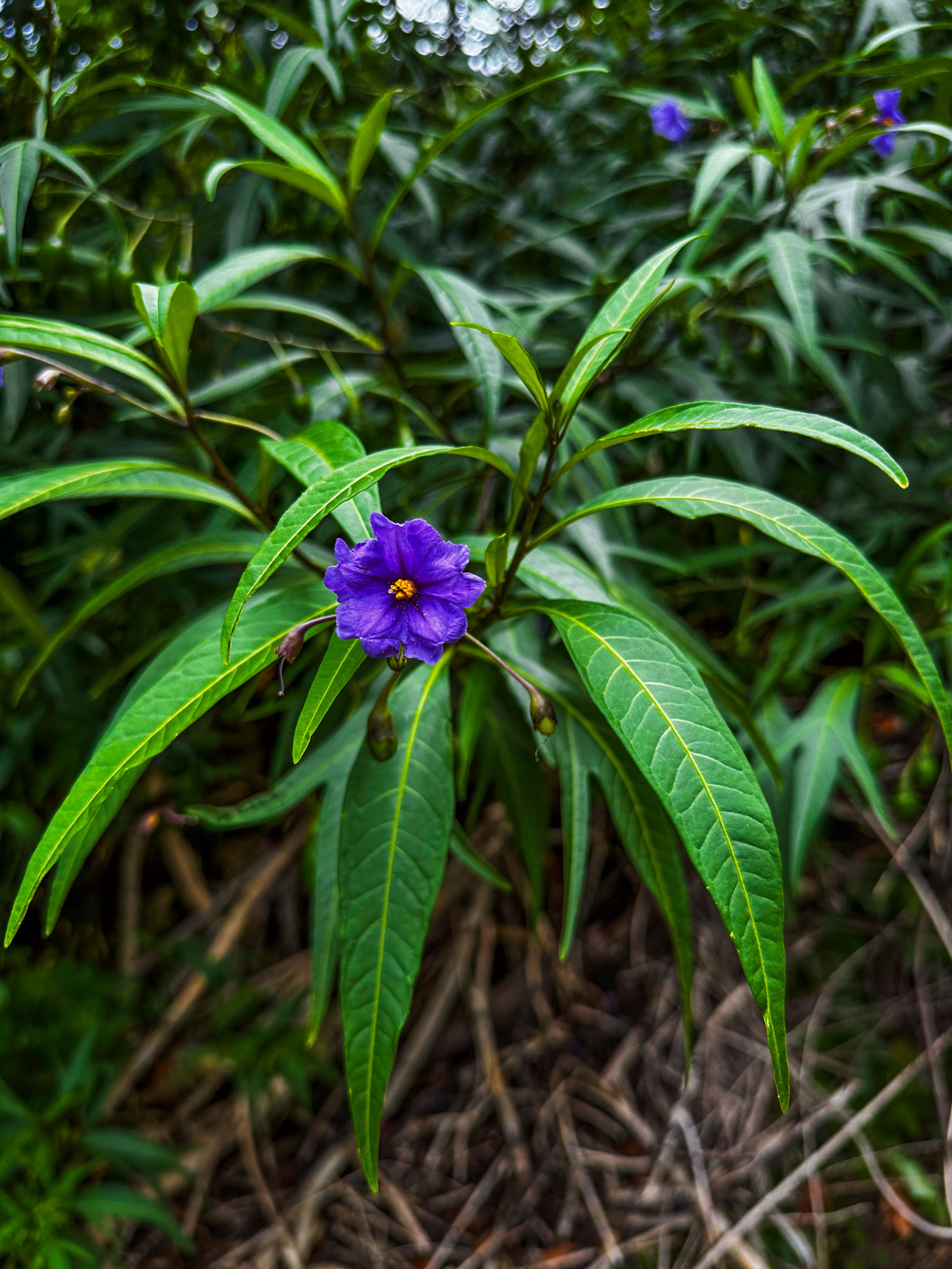 Image 4 of 10