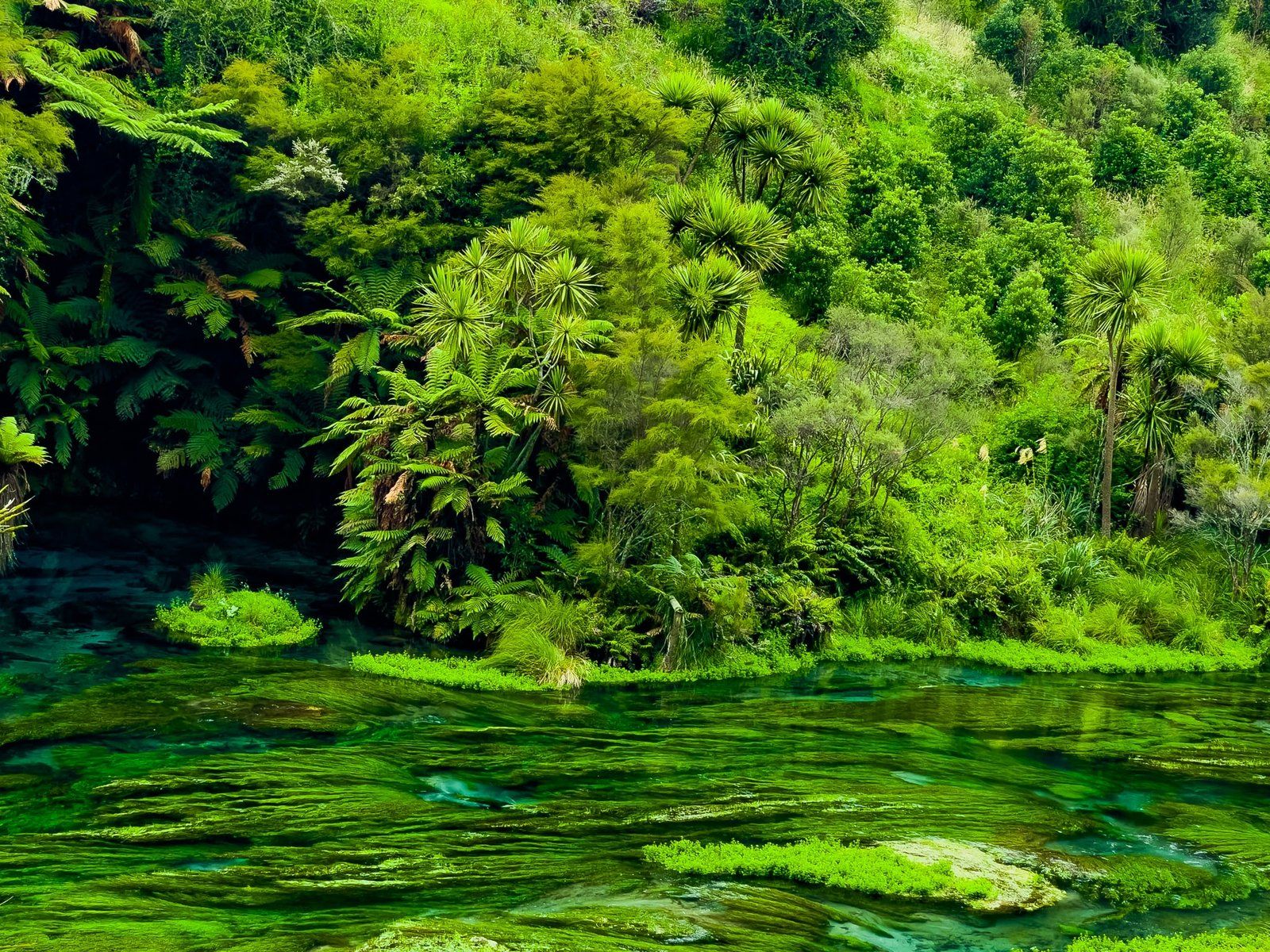 Short but Sweet: The Best Quick Walks in Central Waikato