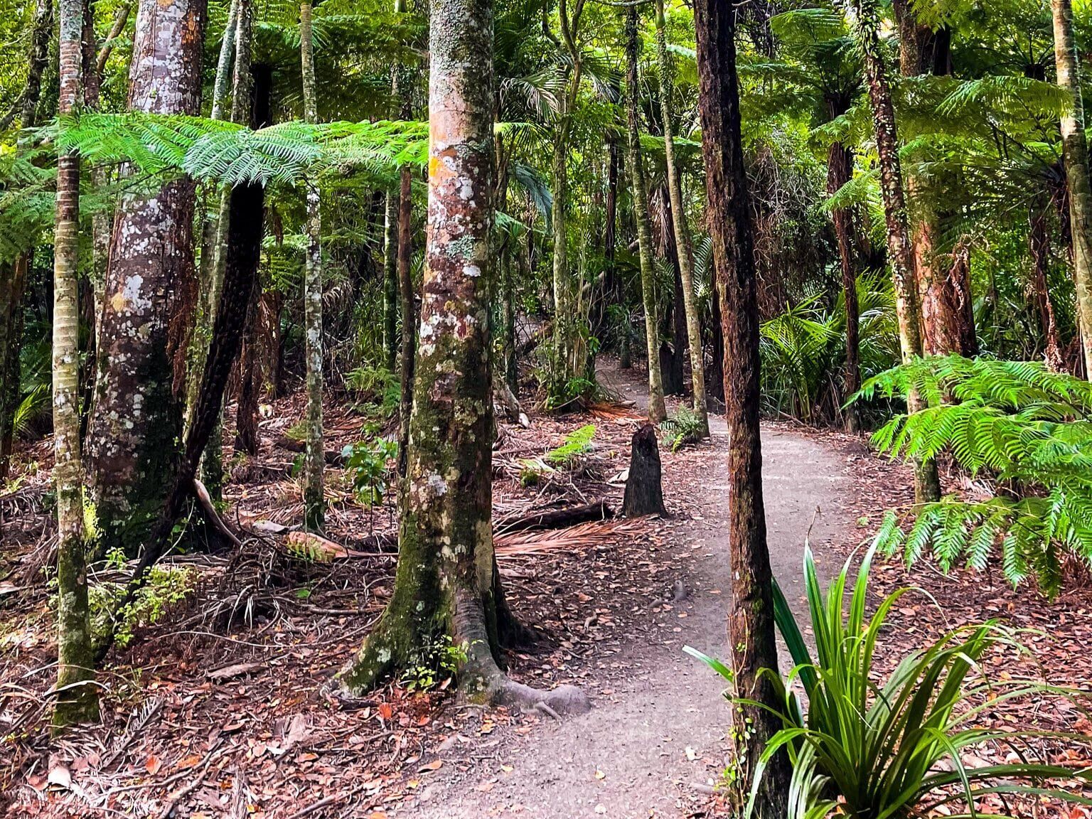 Puriri Track – Clevedon Scenic Reserve