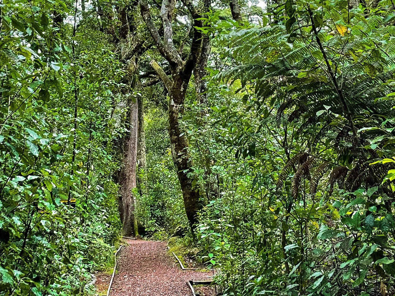 Rimu Walk