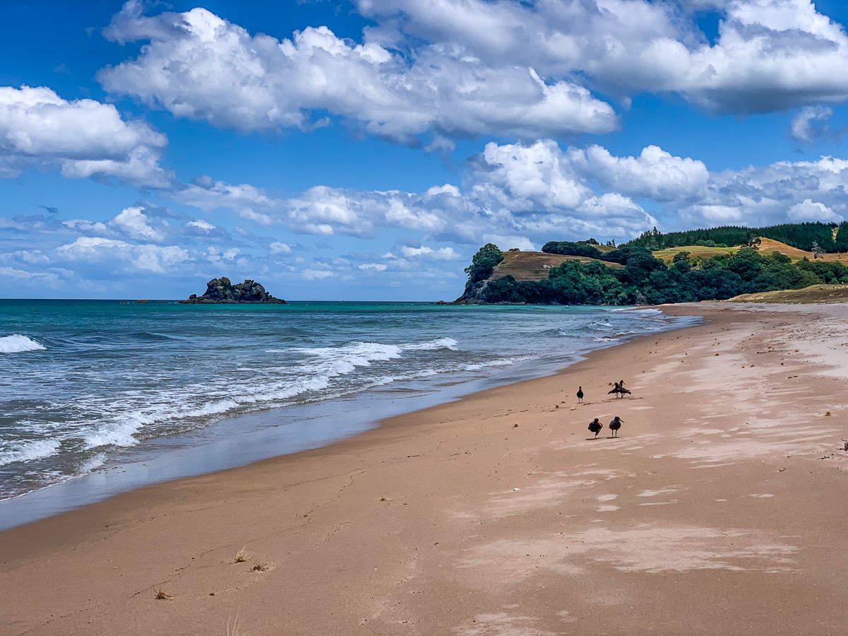 oyster catchers on beautiful opoutere beach