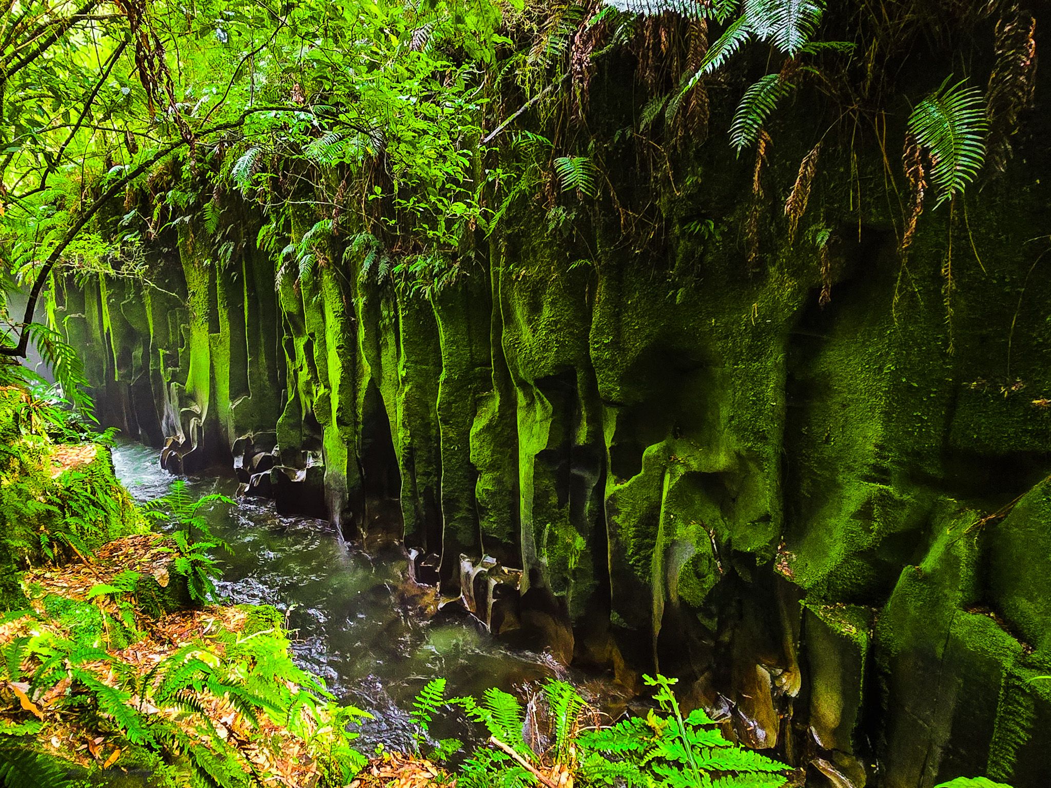 Whirinaki Te Pua-a-Tāne