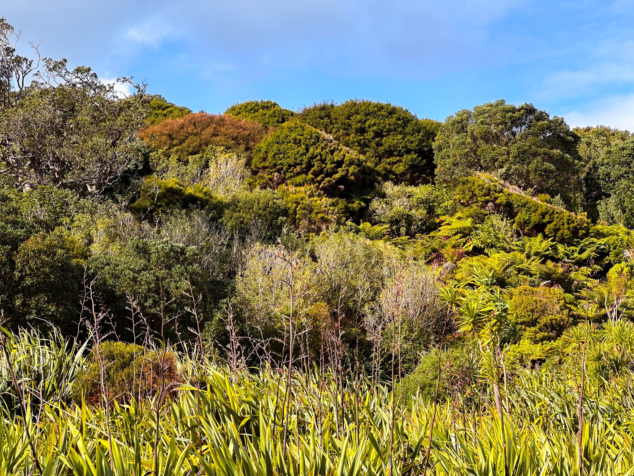 Whakanewha Regional Park