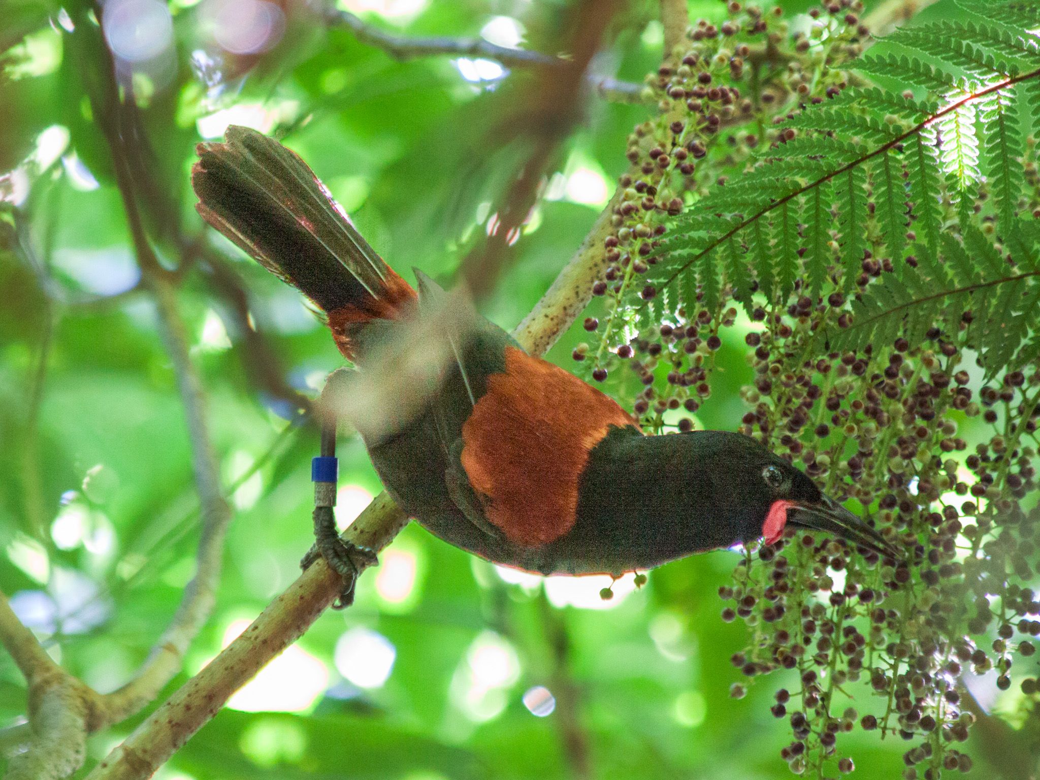 Three Gems of the Hauraki Gulf