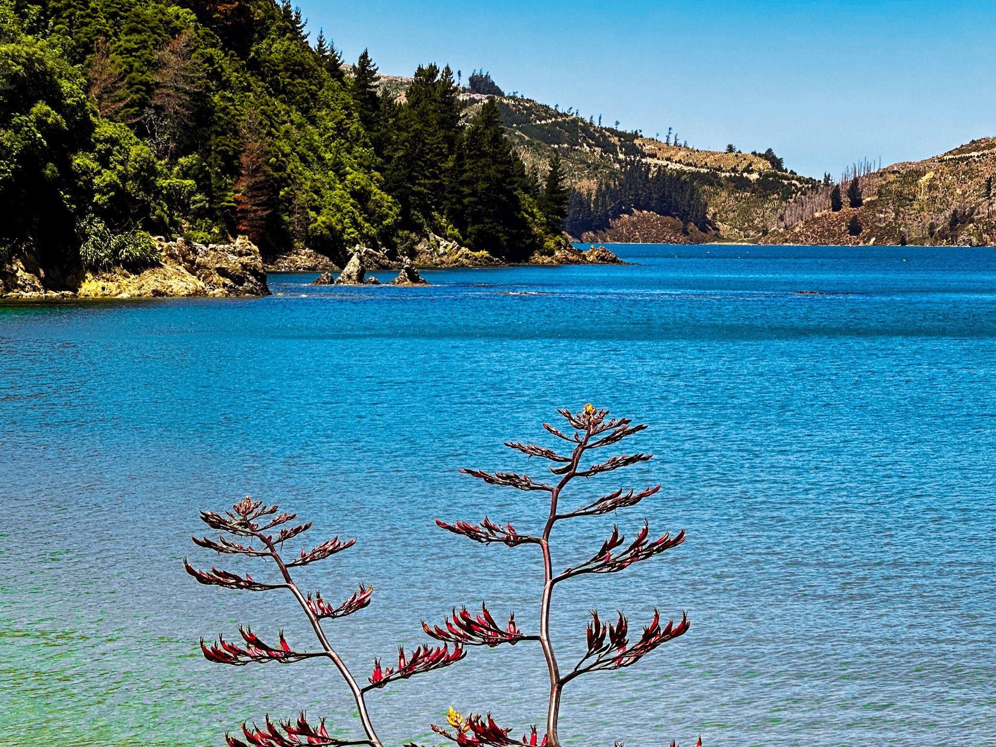 flowering harakeke at Ocean Bay