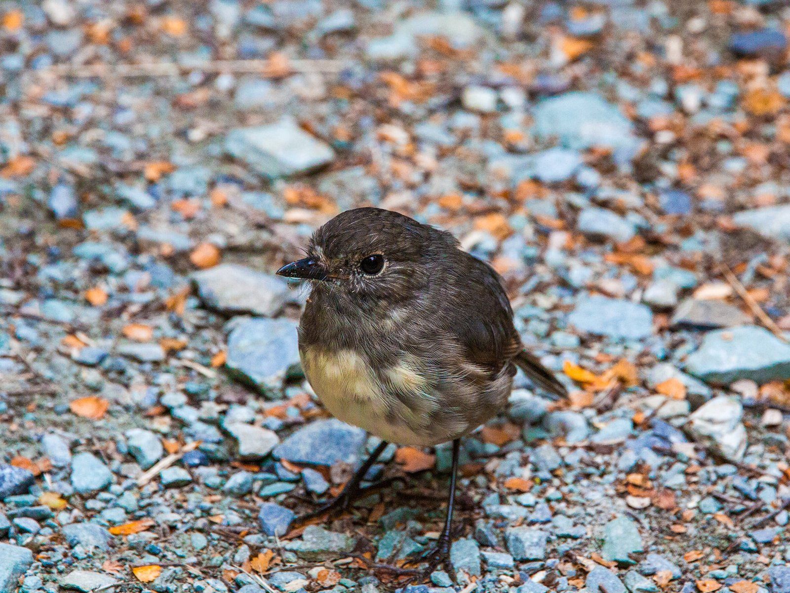 Image 4 of 10