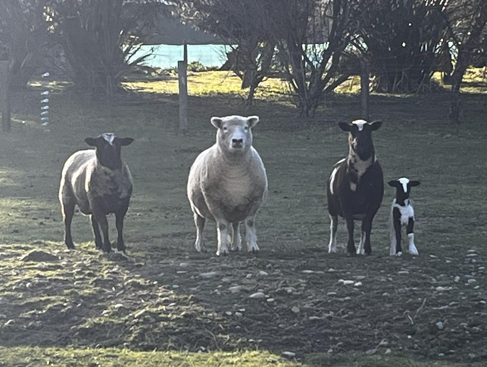 Koru Farm