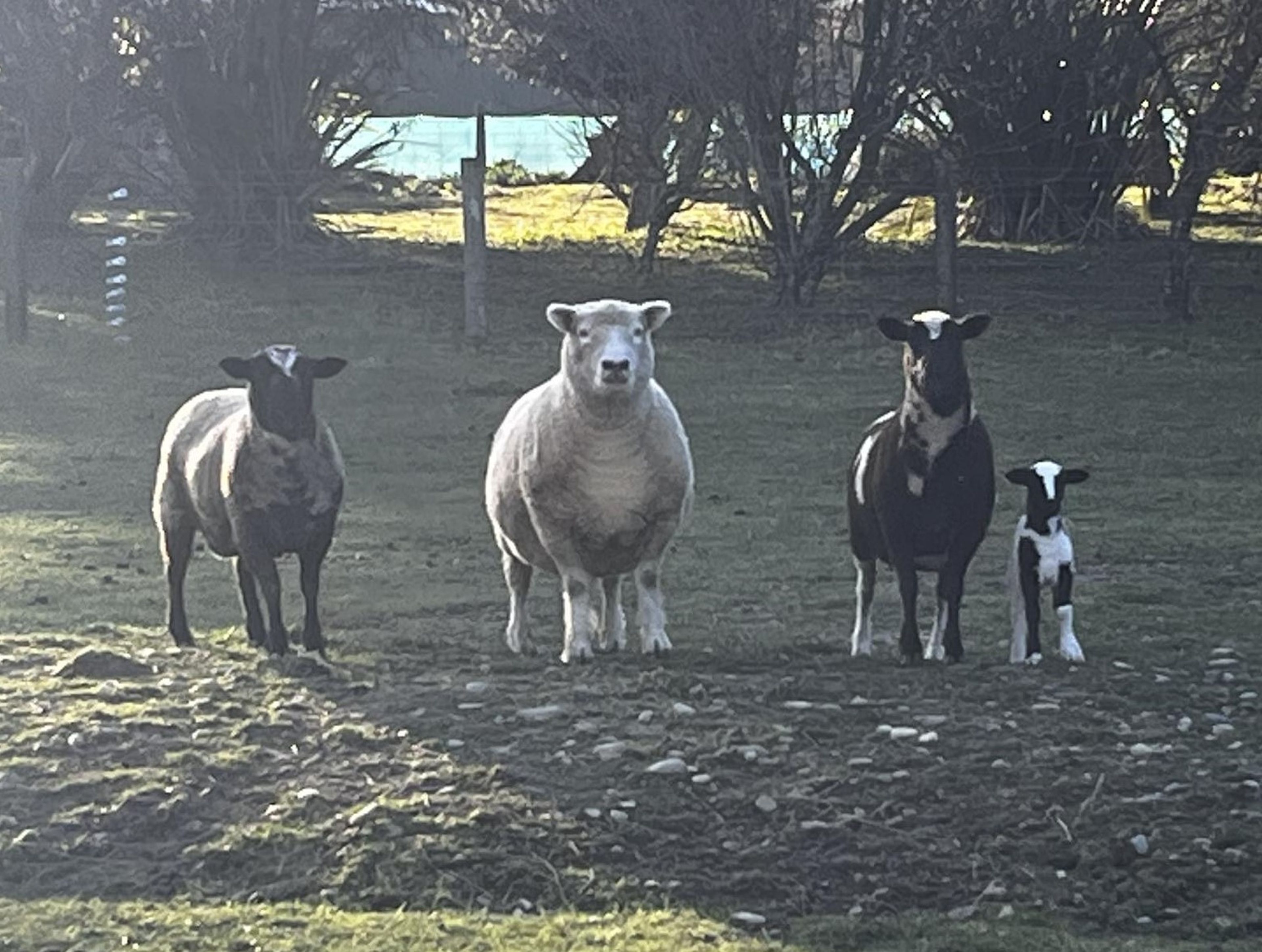 Koru Farm