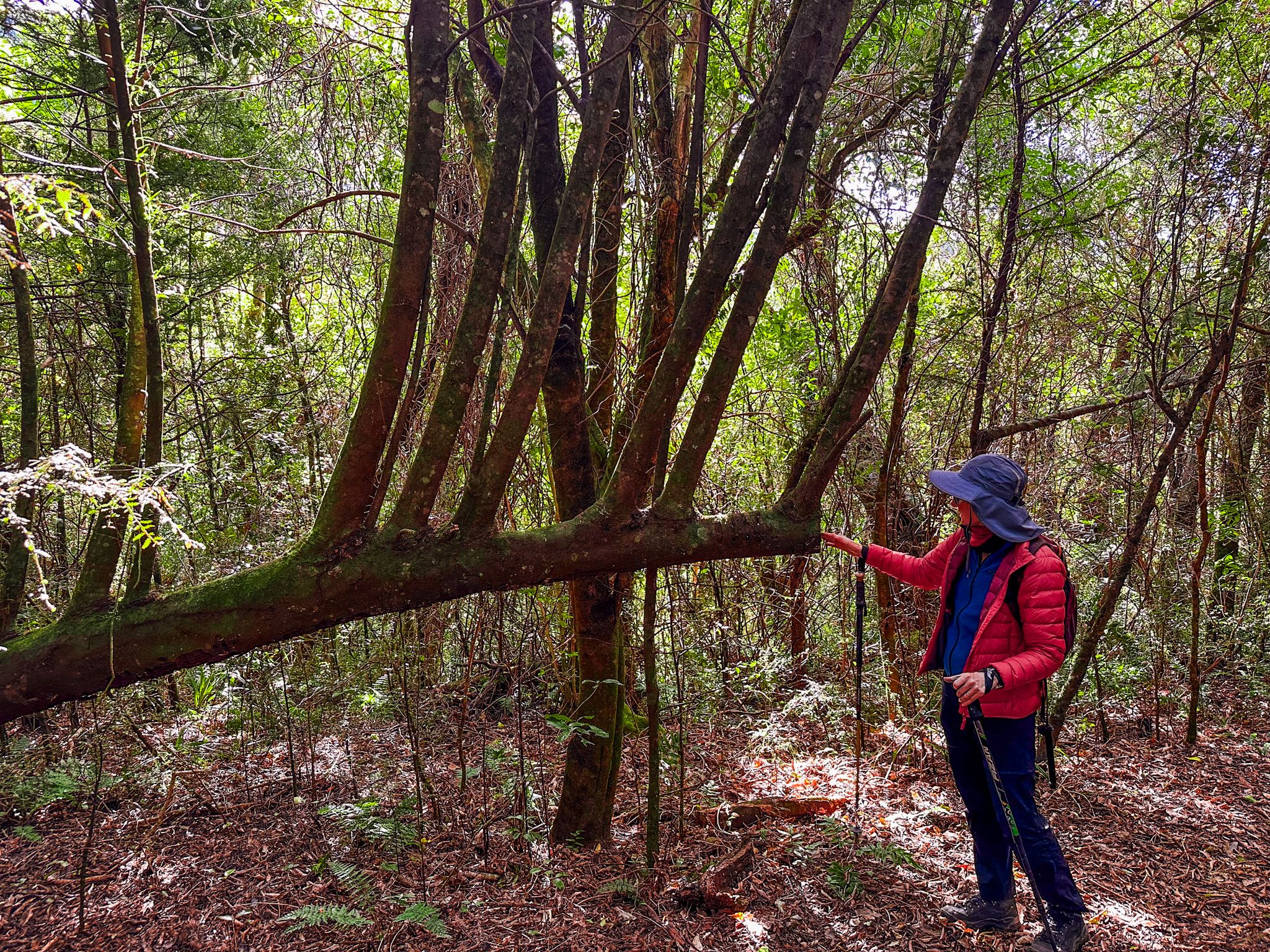 Orari Gorge Track