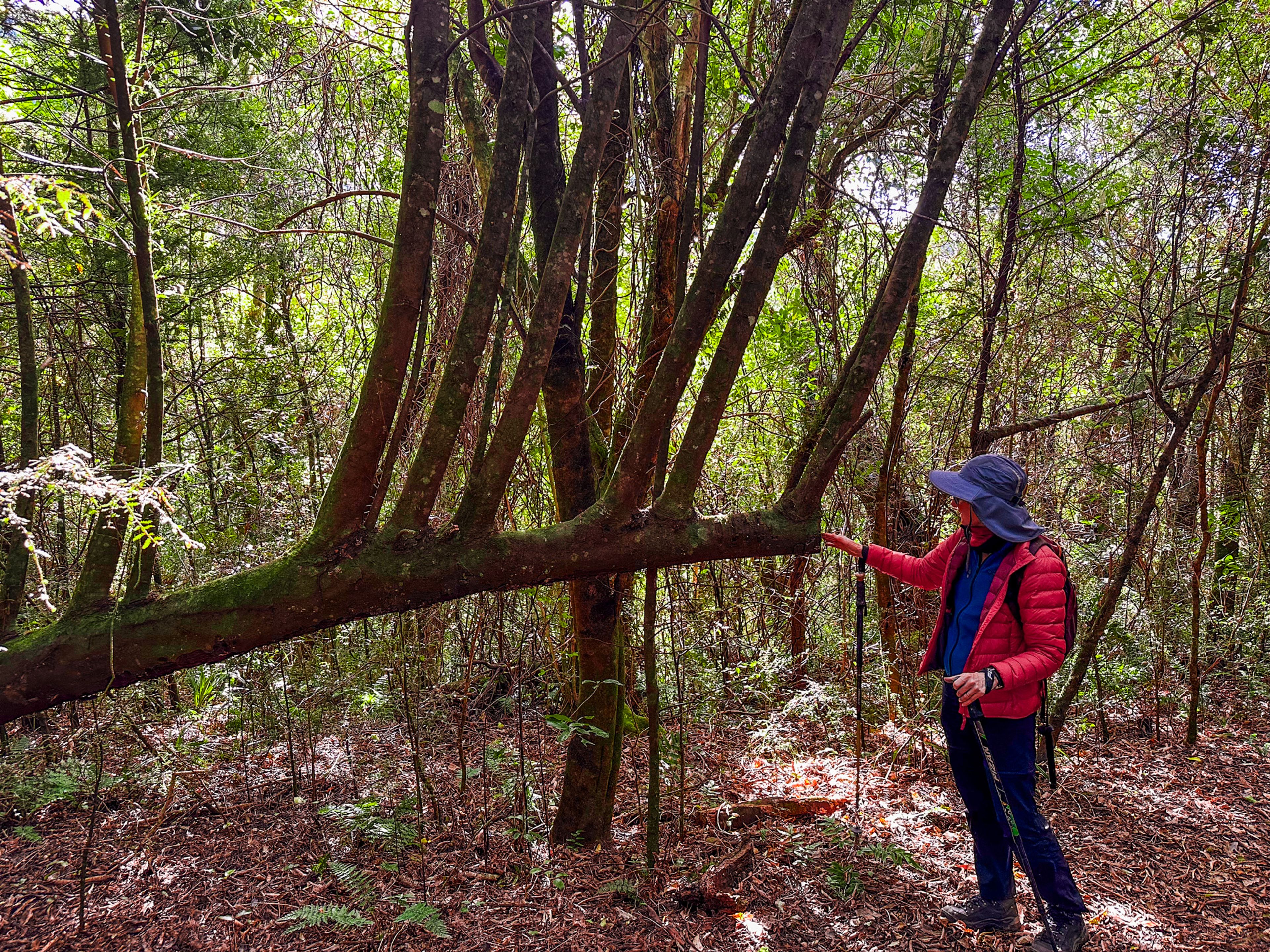 Orari Gorge Track