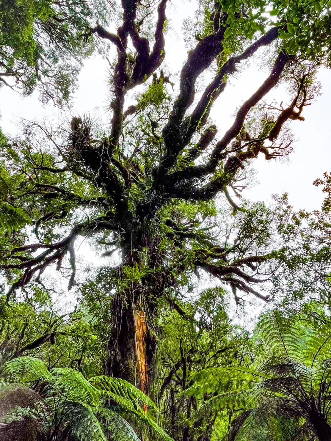 Pureora Forest Park | Southern Waikato - New Zealand Trip Ideas