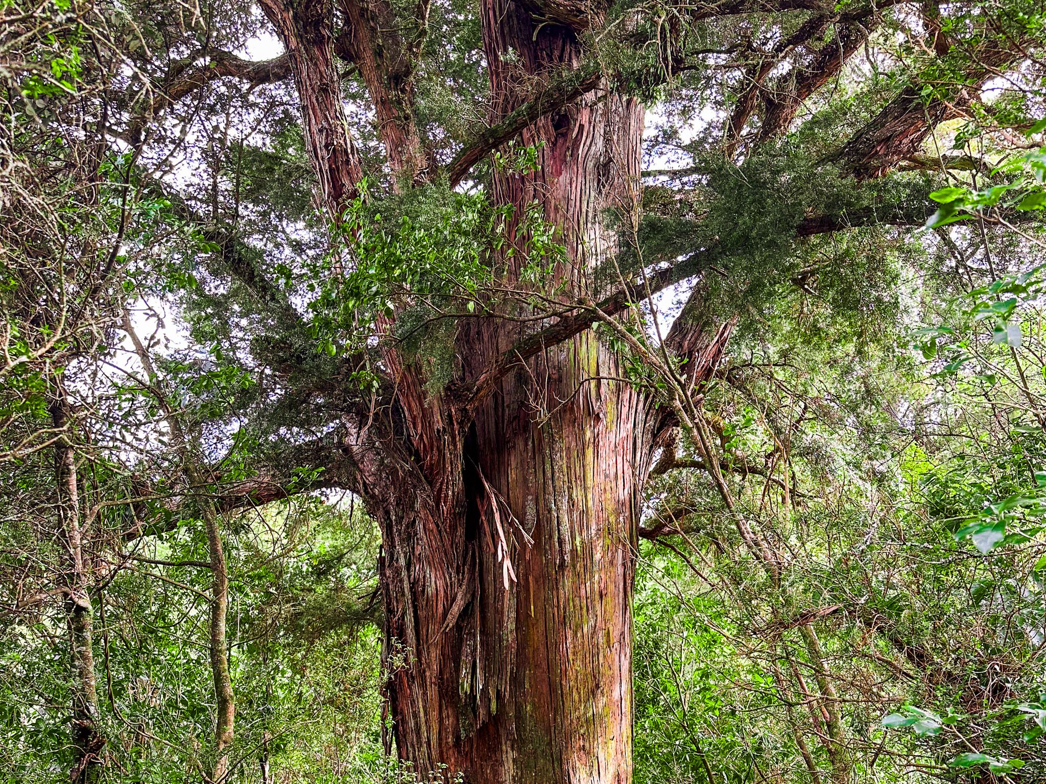 Big Tree Walk