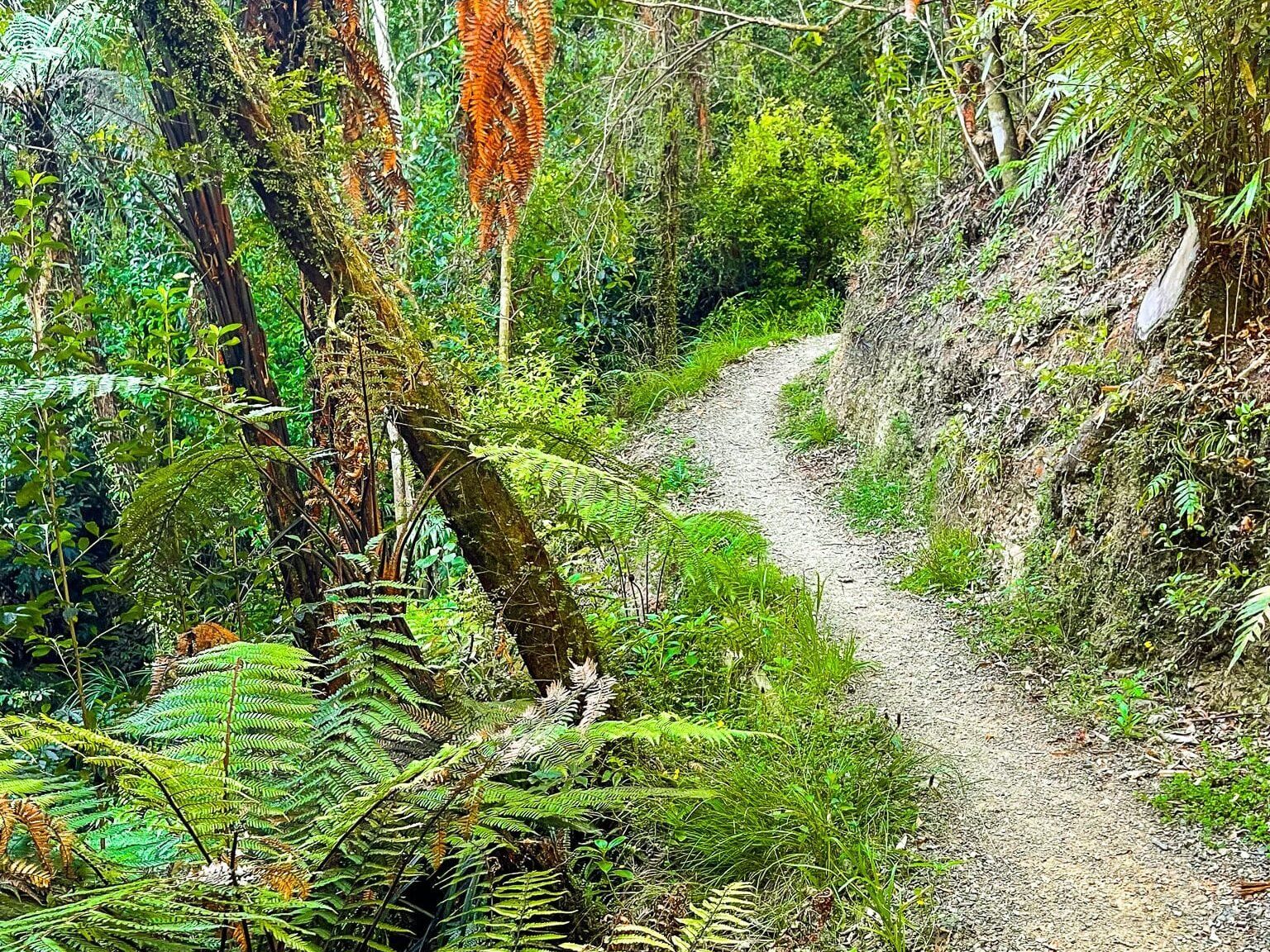 Wairoa Loop Track