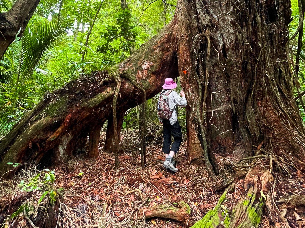Bushy Park Tarapuruhi