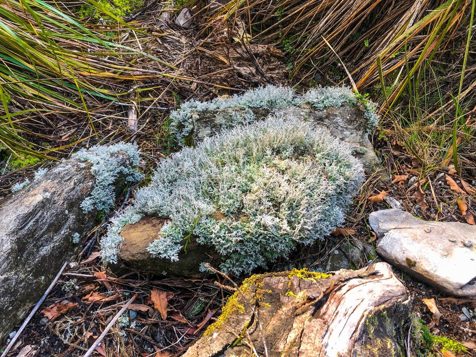 Image 7 of 8